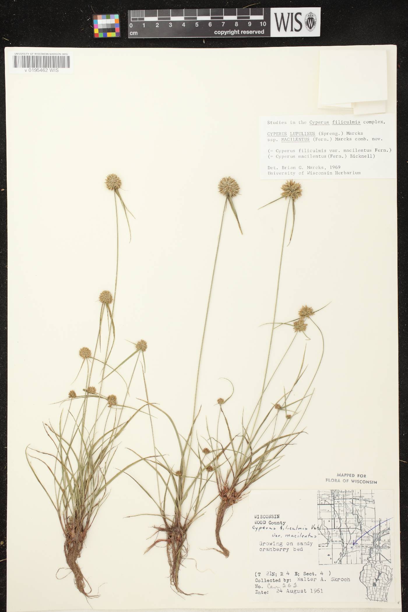 Cyperus lupulinus subsp. macilentus image
