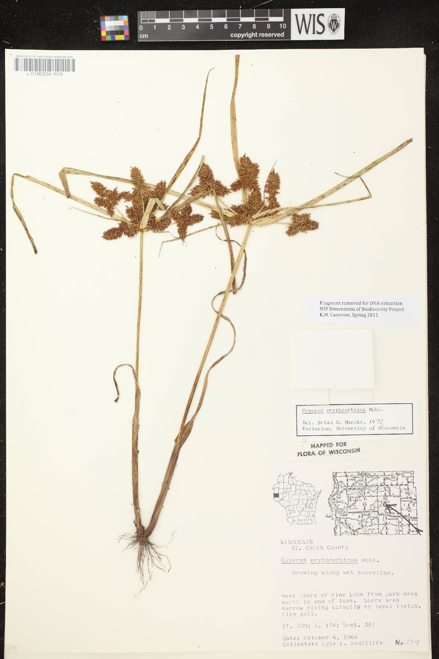 Cyperus erythrorhizos image