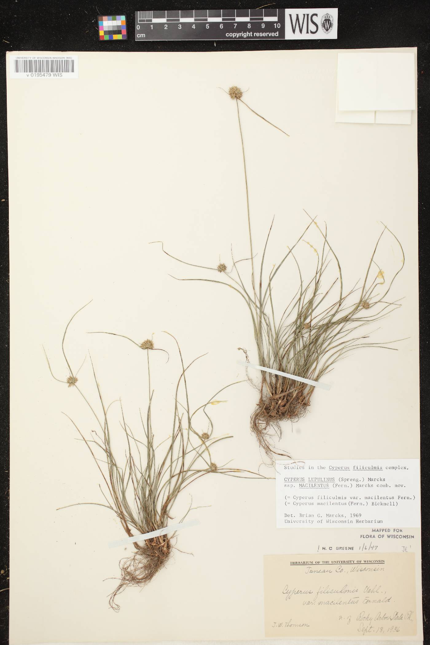 Cyperus lupulinus subsp. macilentus image