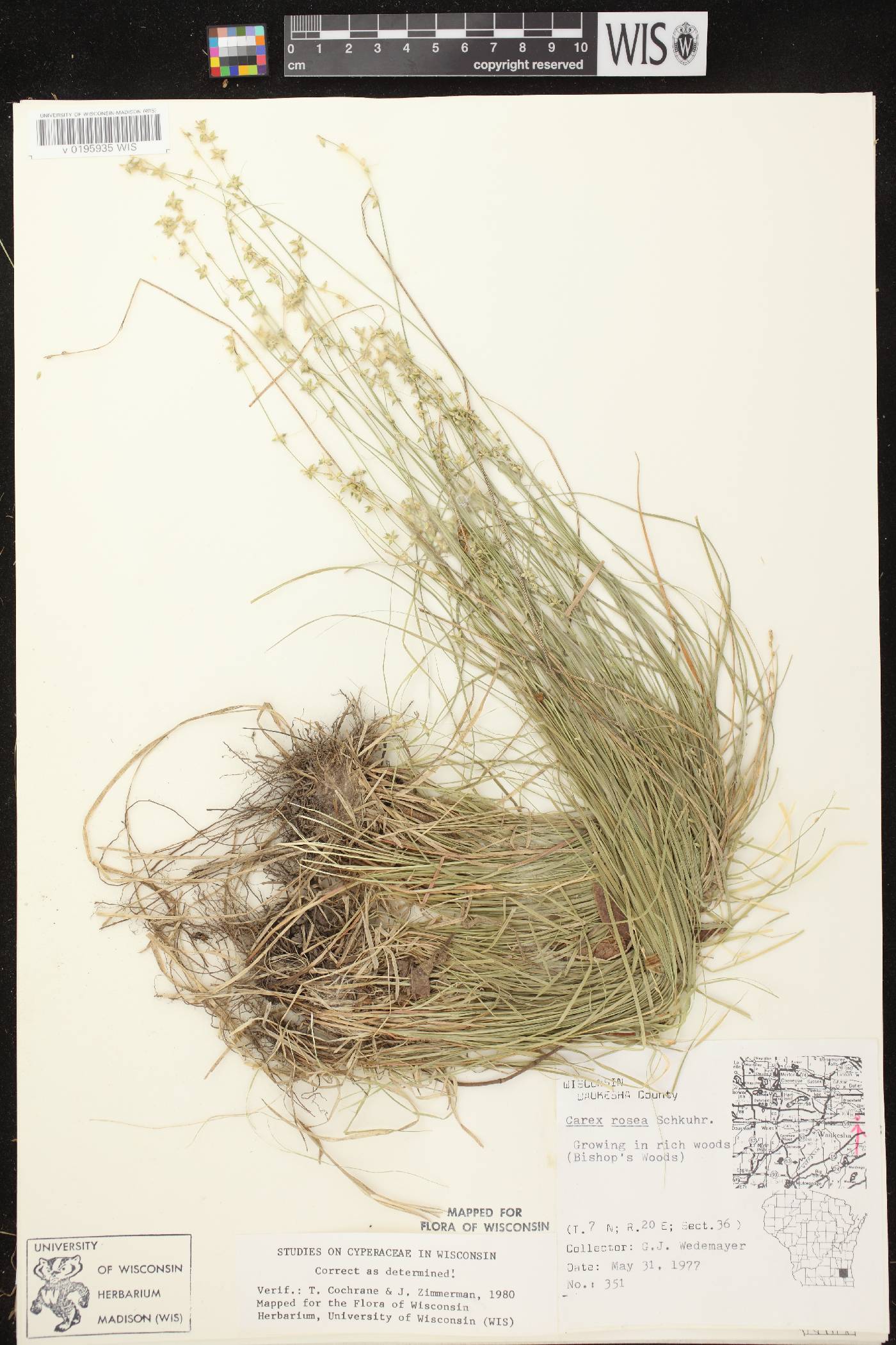 Carex radiata image