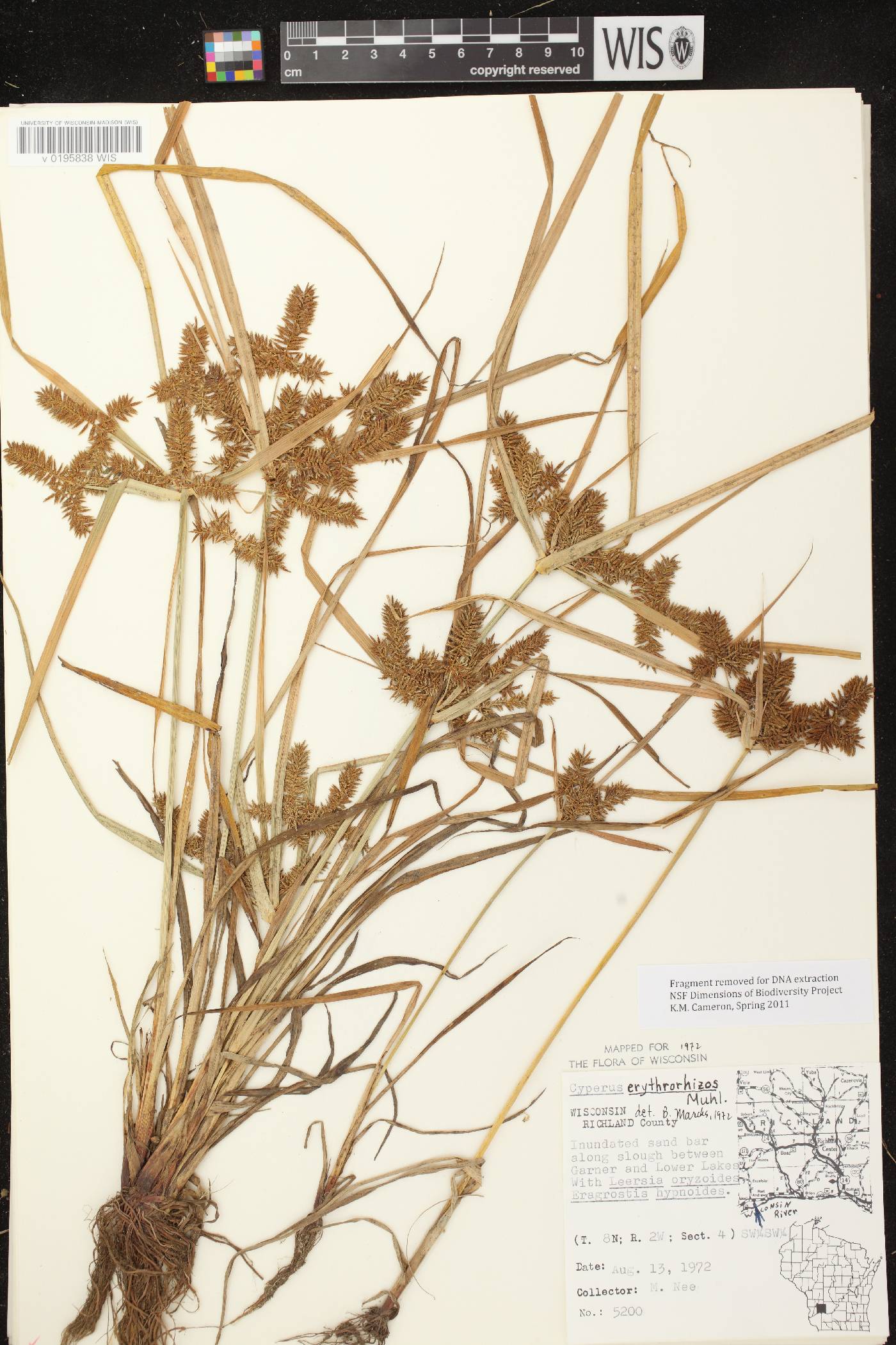 Cyperus erythrorhizos image