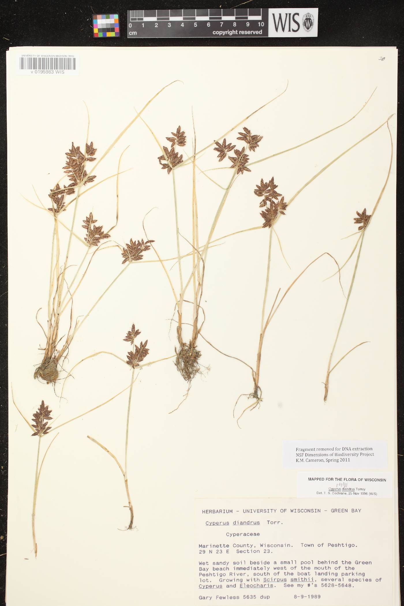 Cyperus diandrus image