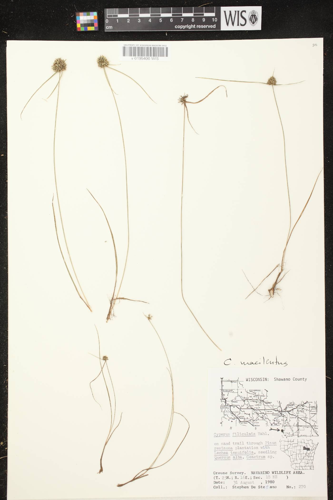 Cyperus lupulinus subsp. macilentus image