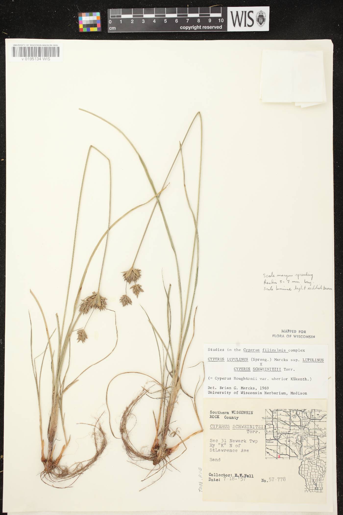 Cyperus X mesochorus image