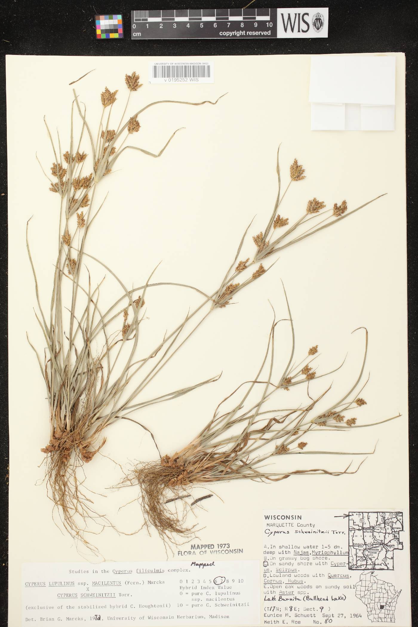 Cyperus lupulinus subsp. macilentus X C. schweinitzii image