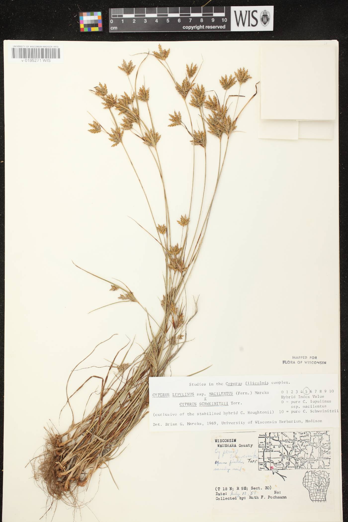 Cyperus lupulinus subsp. macilentus X C. schweinitzii image
