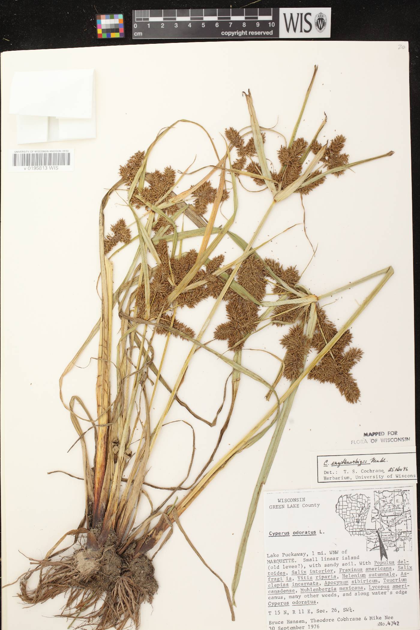 Cyperus erythrorhizos image