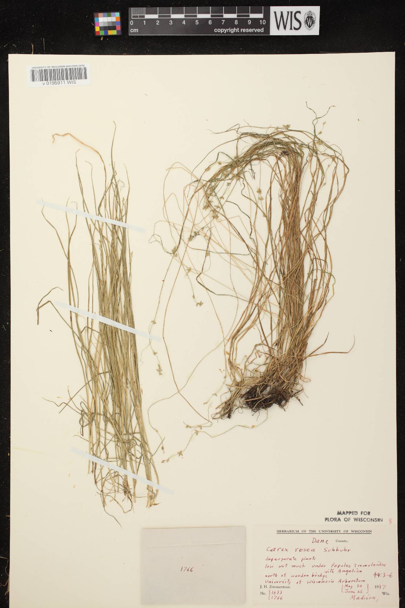 Carex radiata image