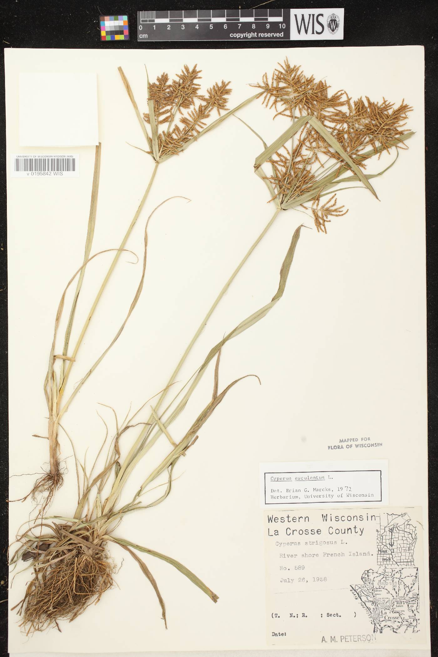 Cyperus esculentus var. leptostachyus image