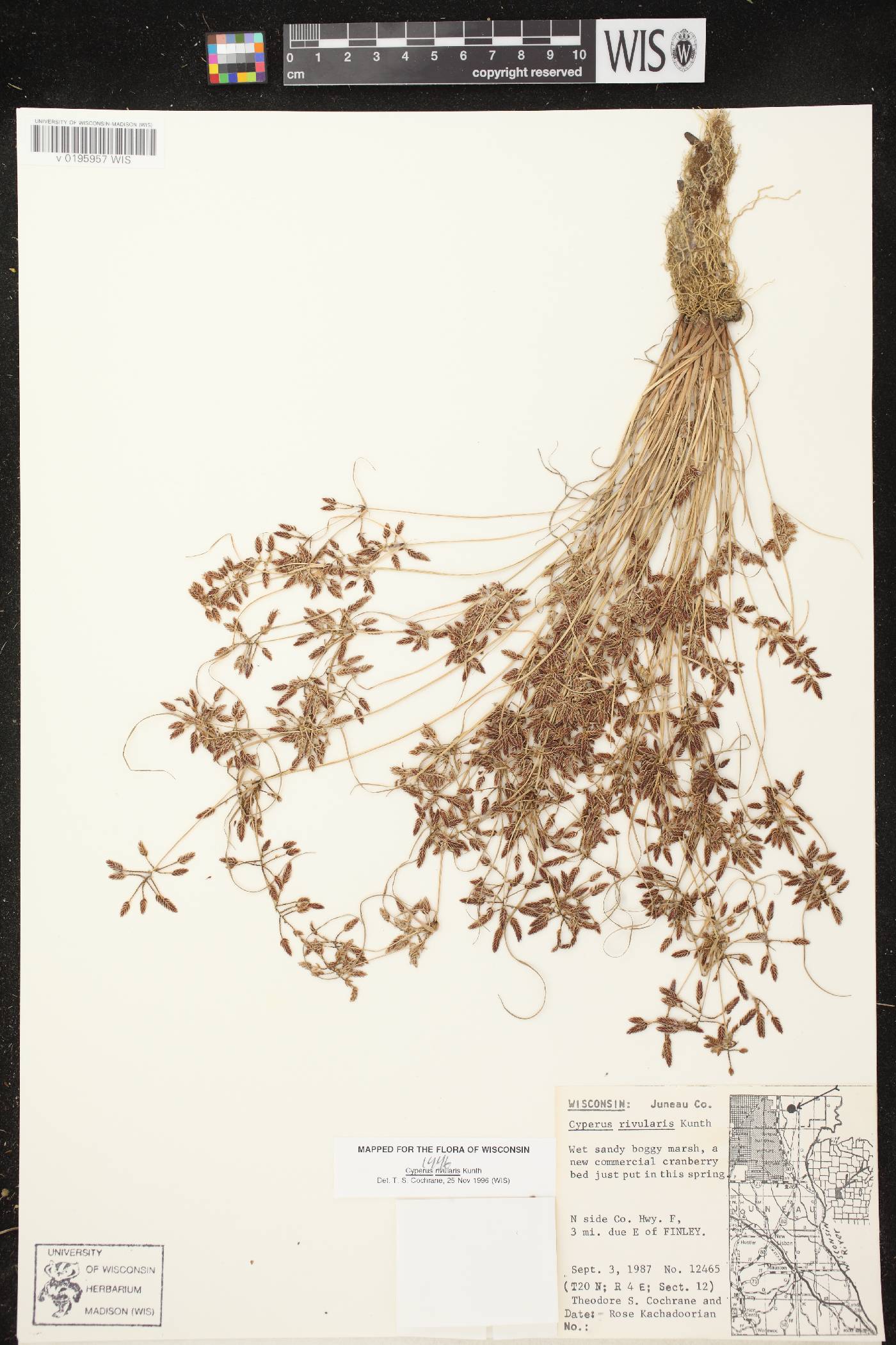 Cyperus bipartitus image
