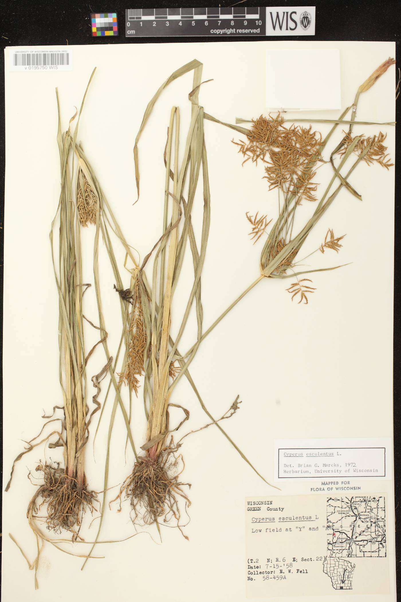 Cyperus esculentus var. leptostachyus image