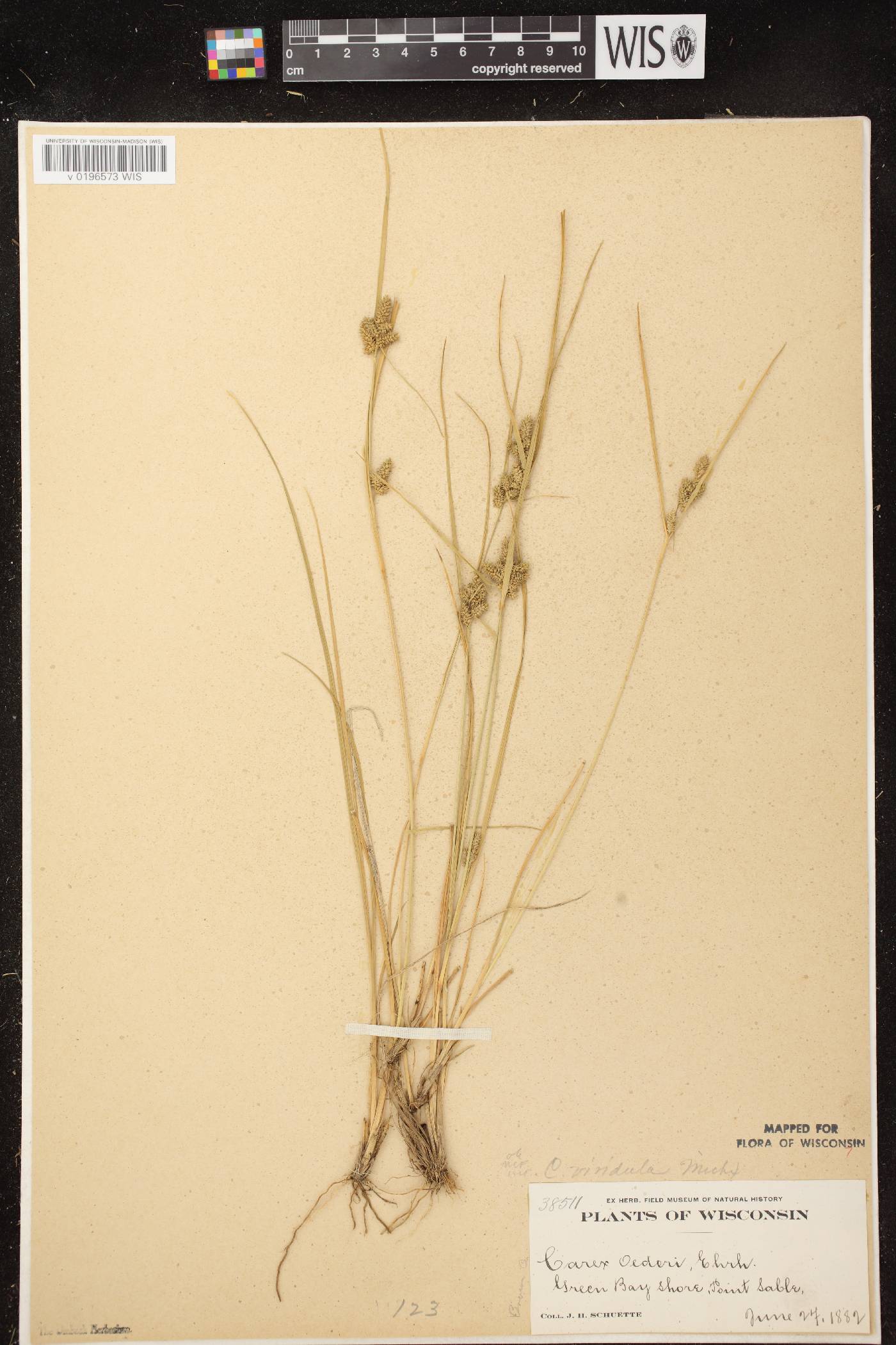 Carex viridula subsp. viridula image