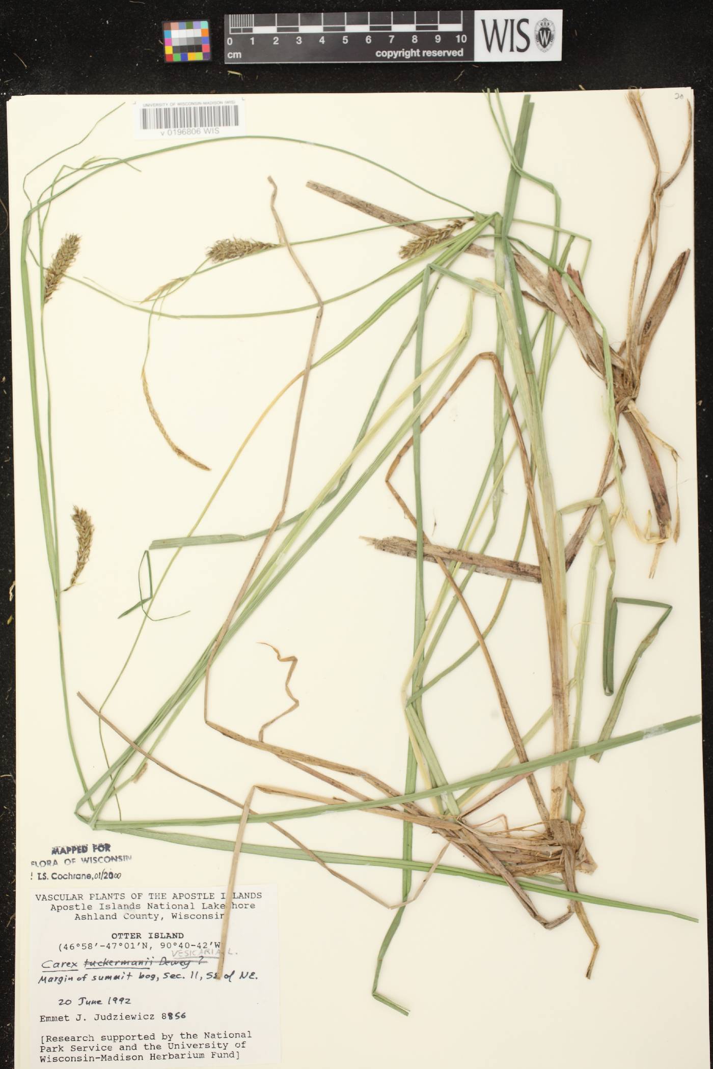 Carex vesicaria image