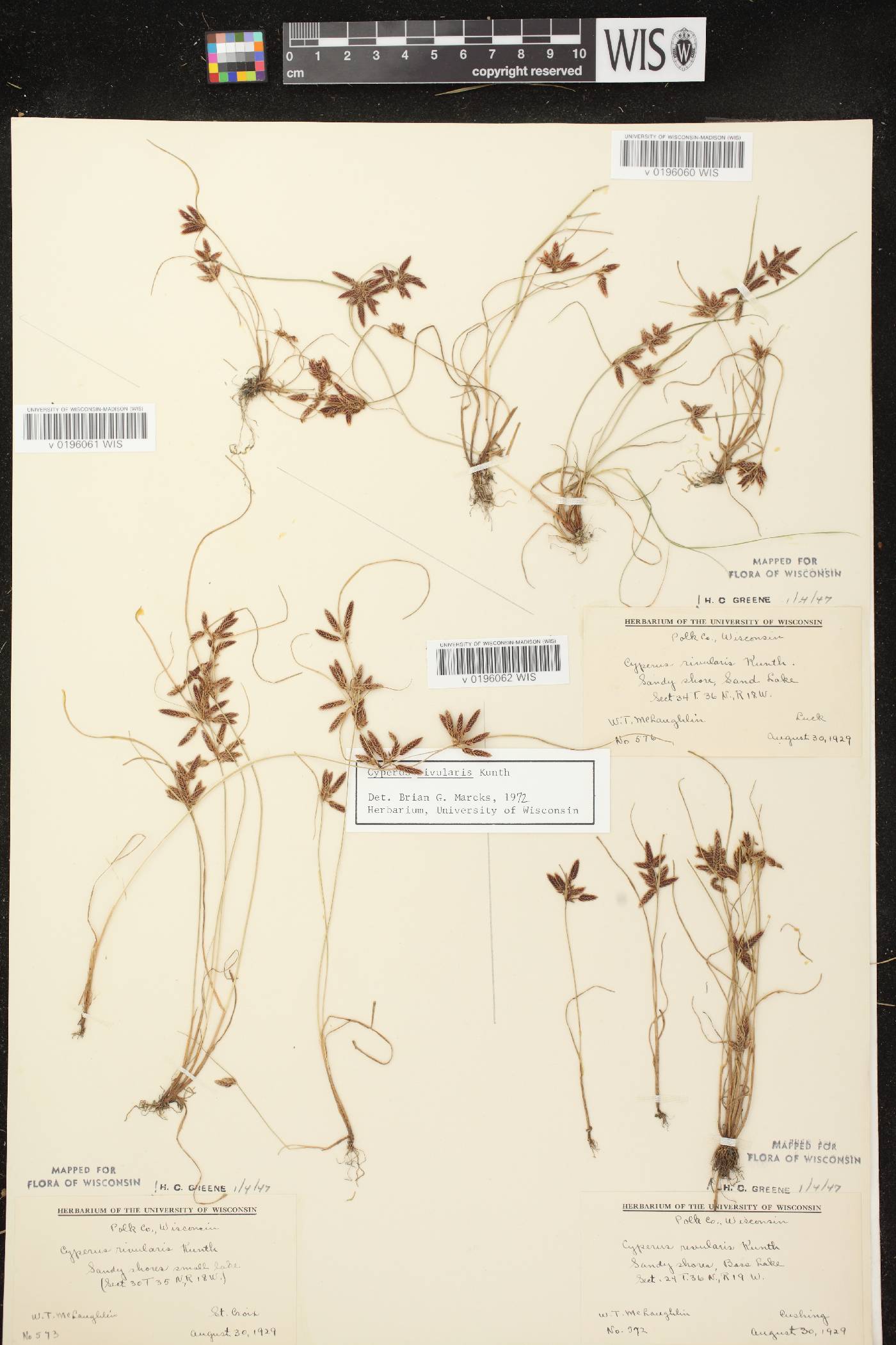 Cyperus bipartitus image