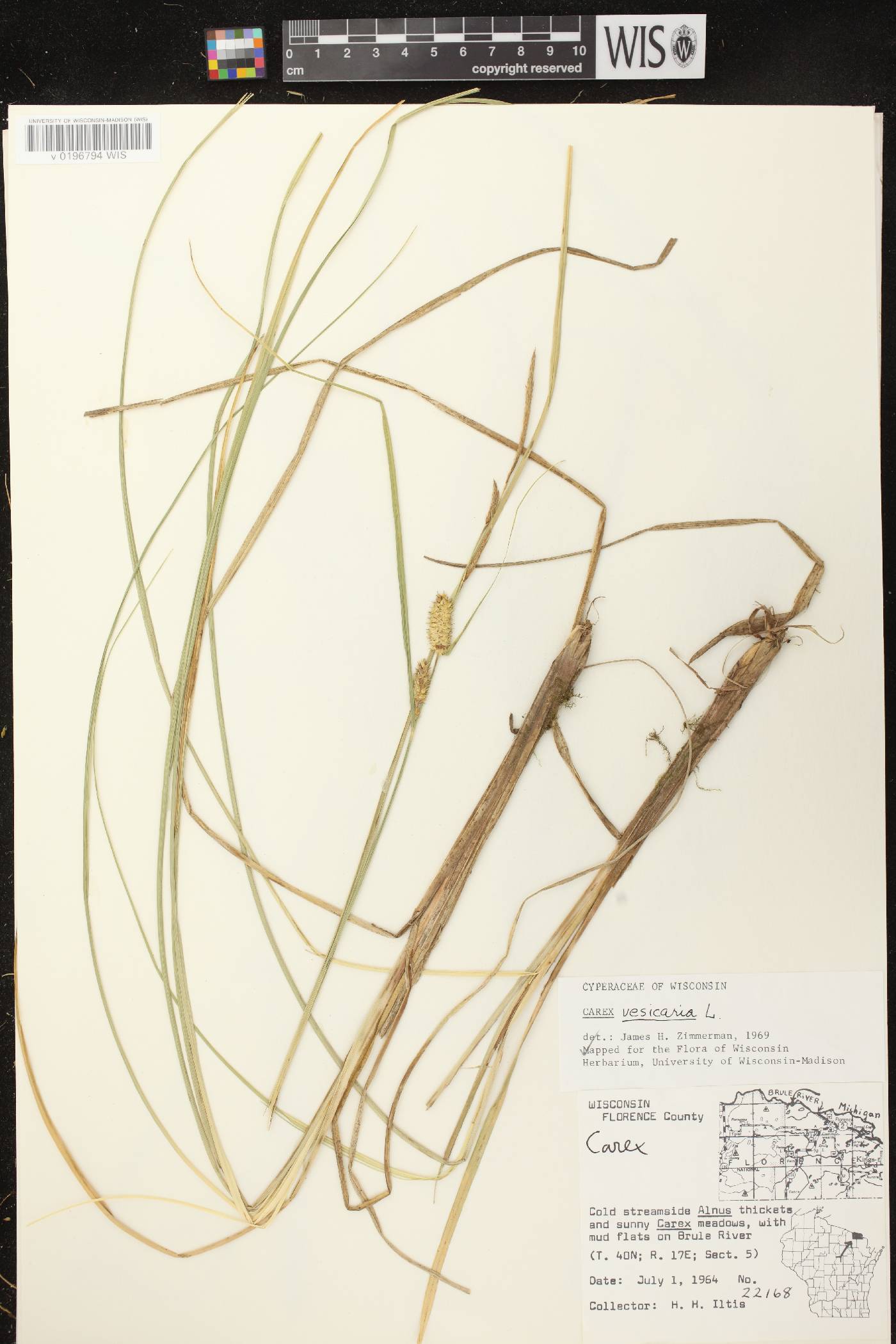 Carex vesicaria image