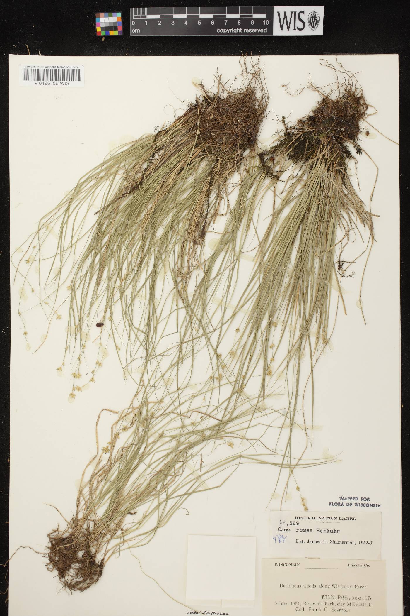 Carex radiata image