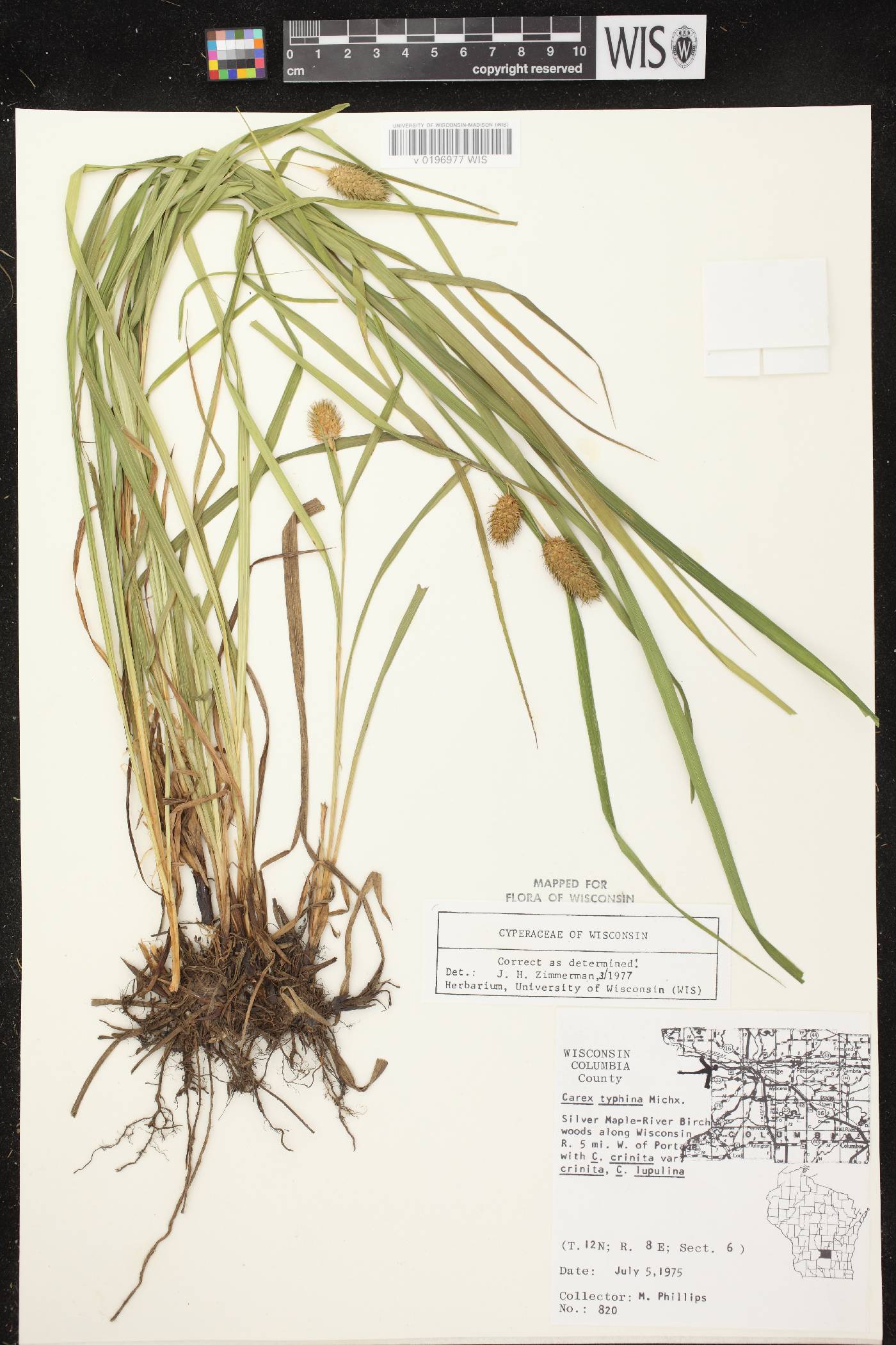 Carex typhina image