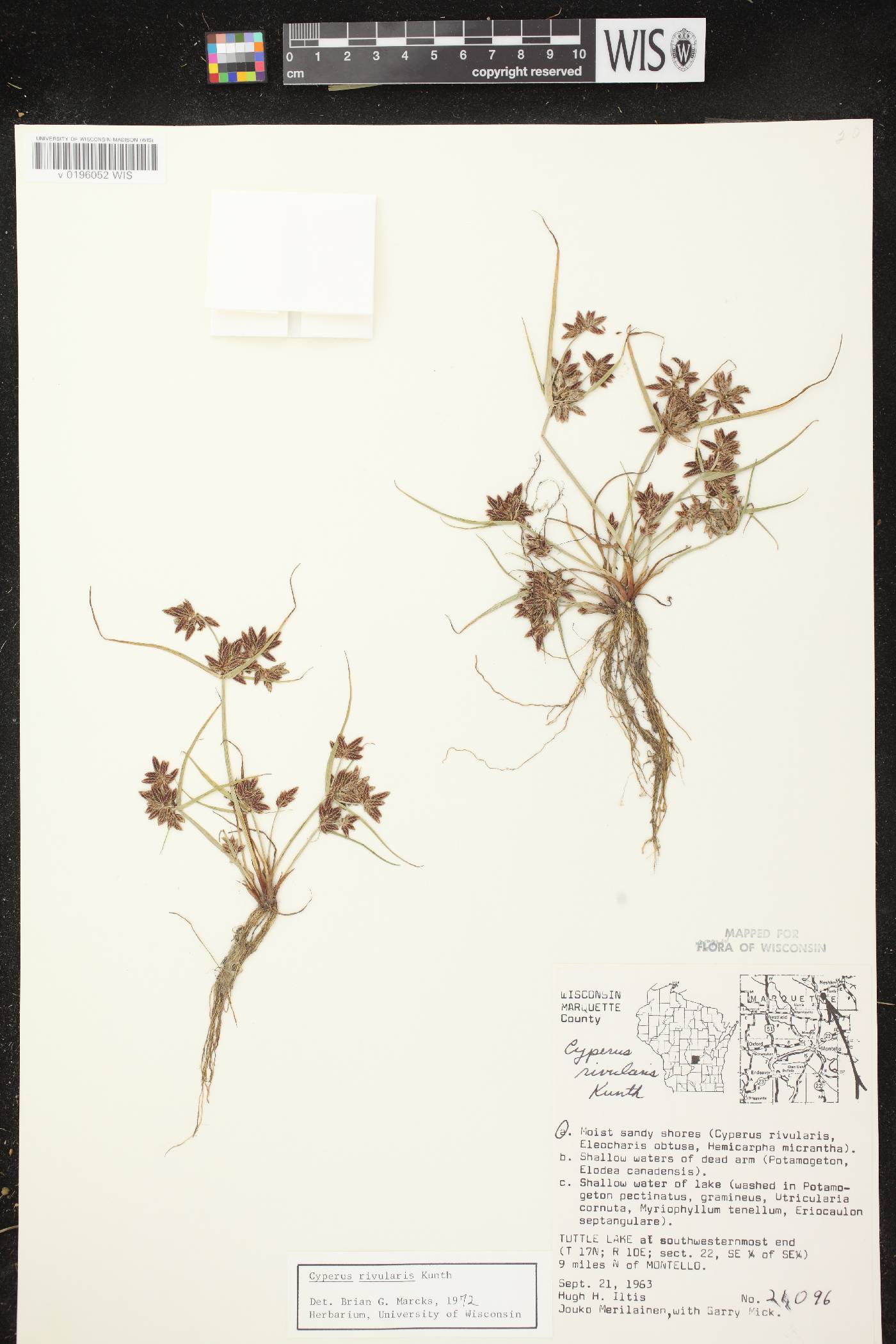 Cyperus bipartitus image