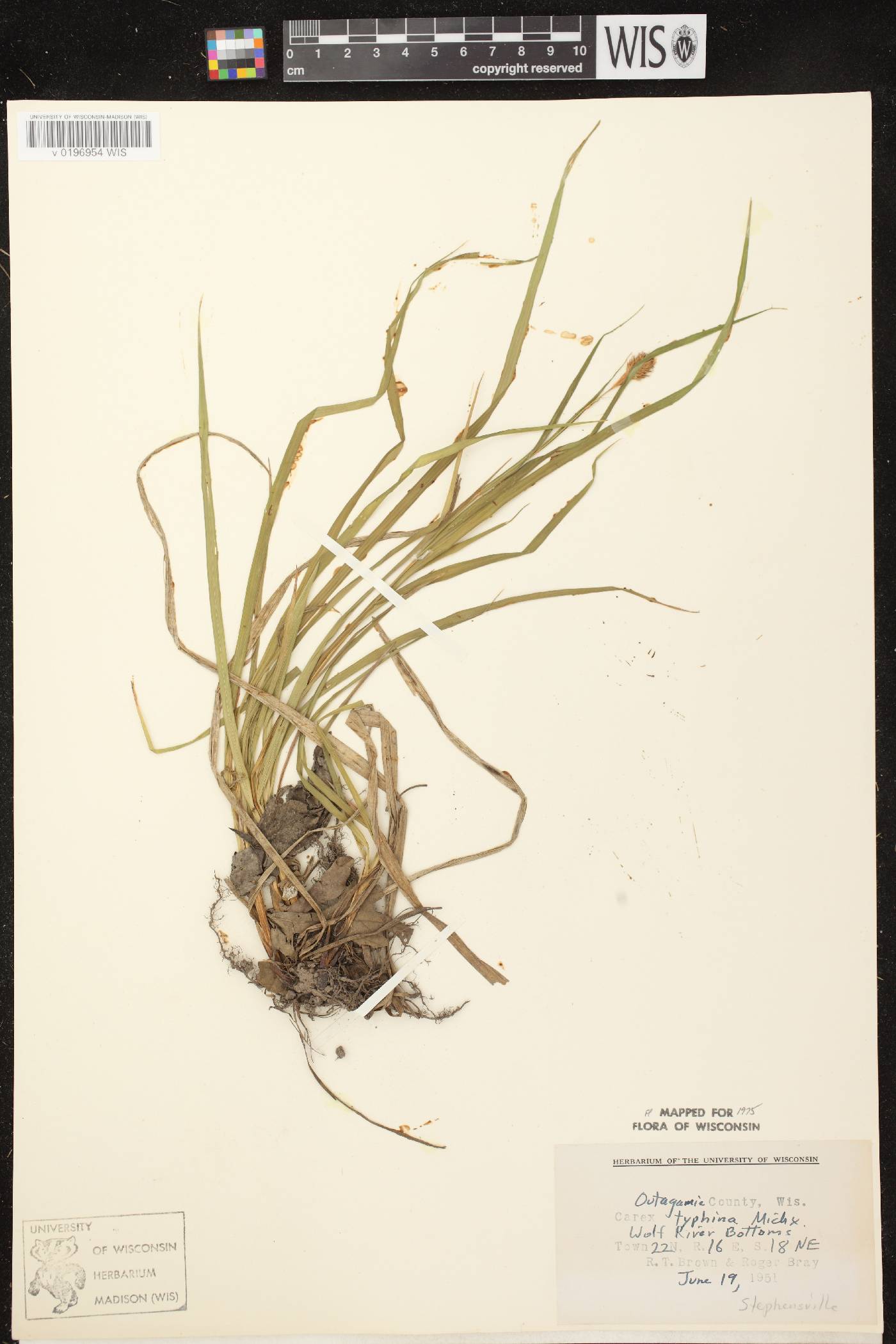 Carex typhina image