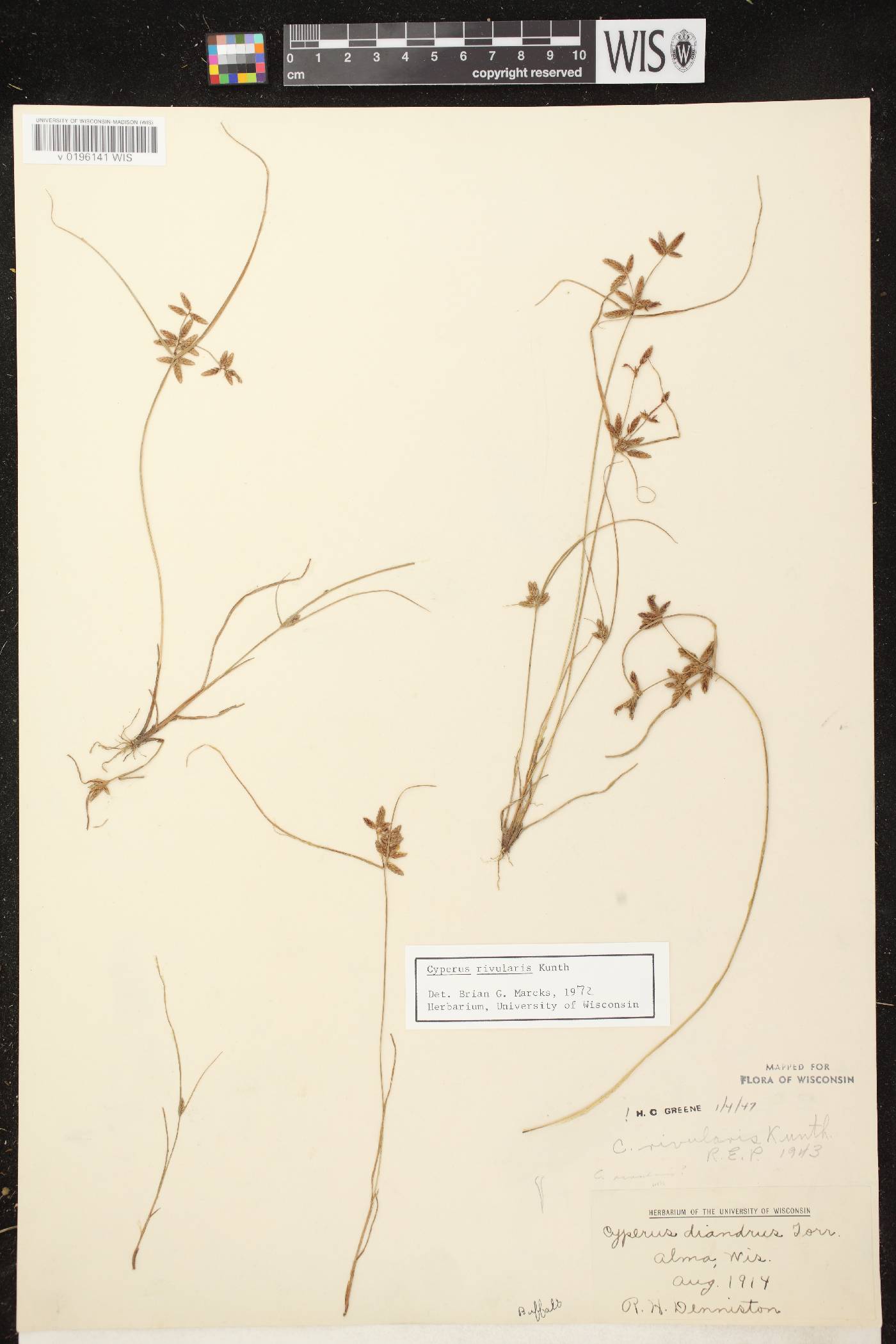 Cyperus bipartitus image