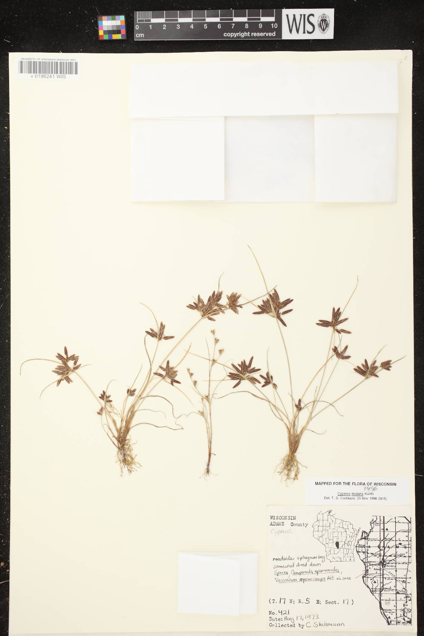 Cyperus bipartitus image
