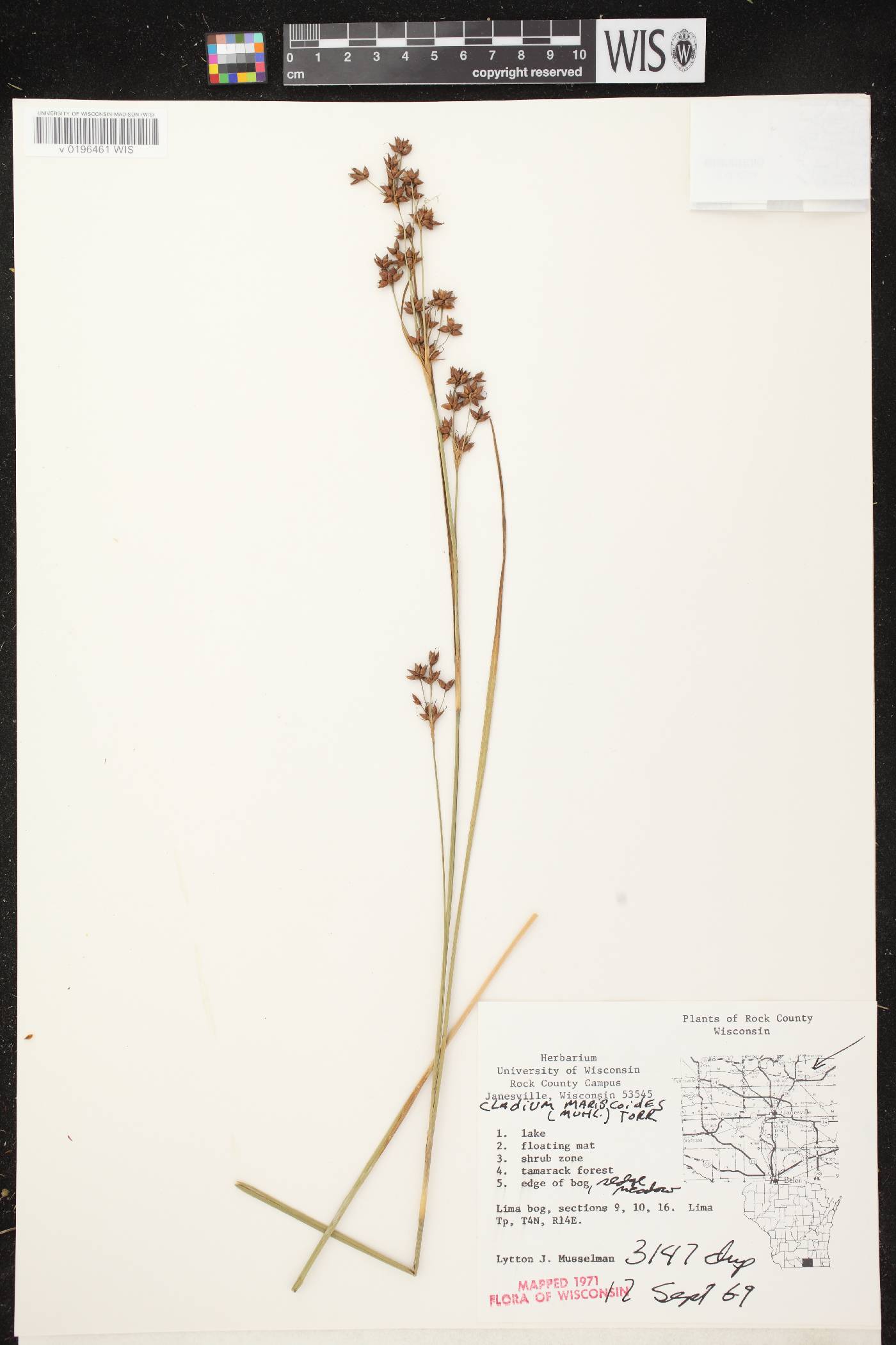 Cladium mariscoides image