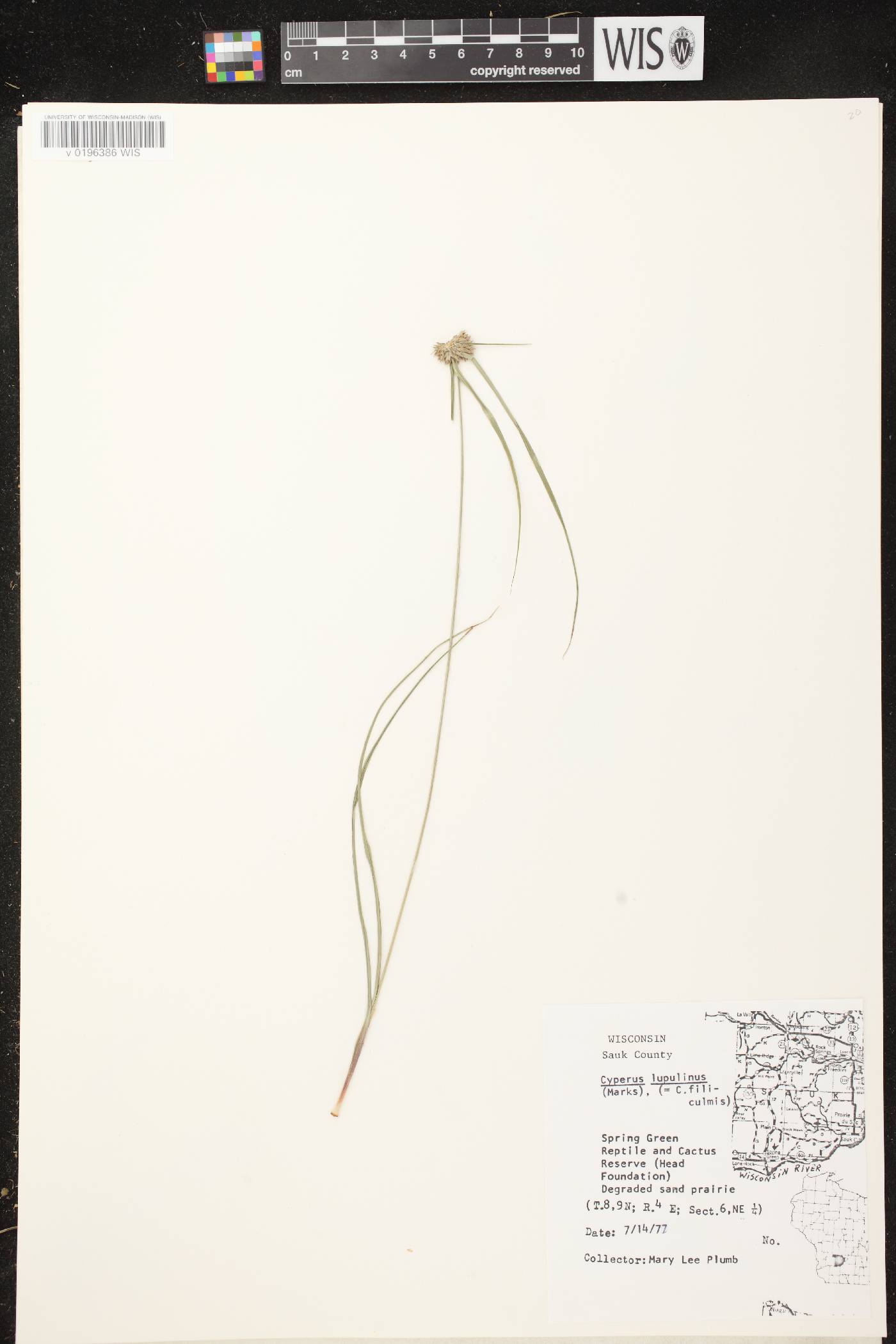 Cyperus lupulinus subsp. lupulinus image