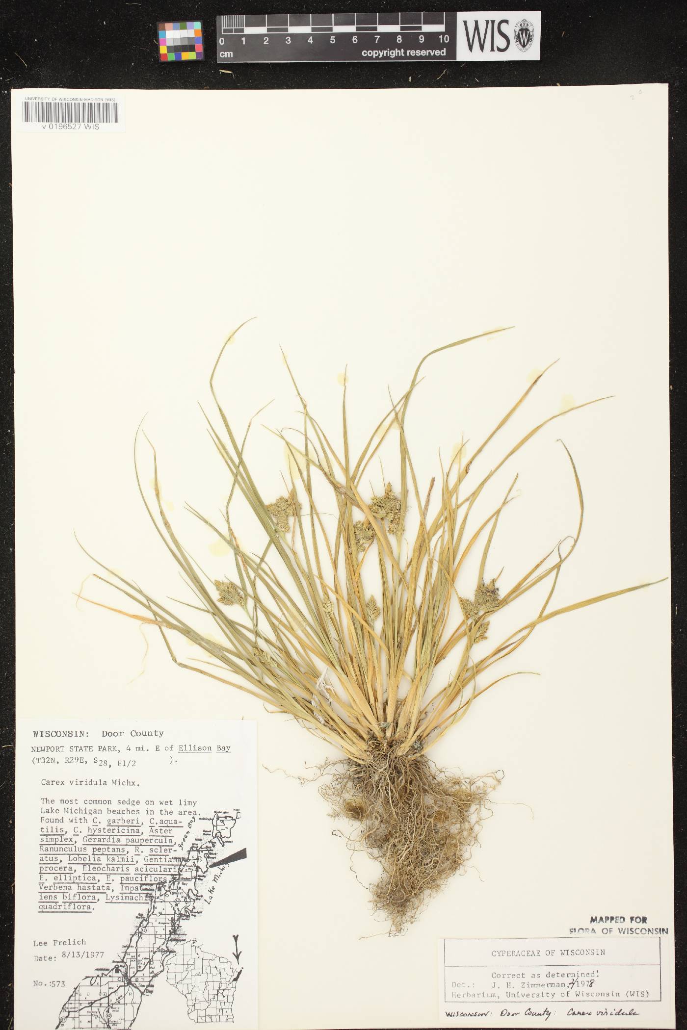 Carex viridula subsp. viridula image