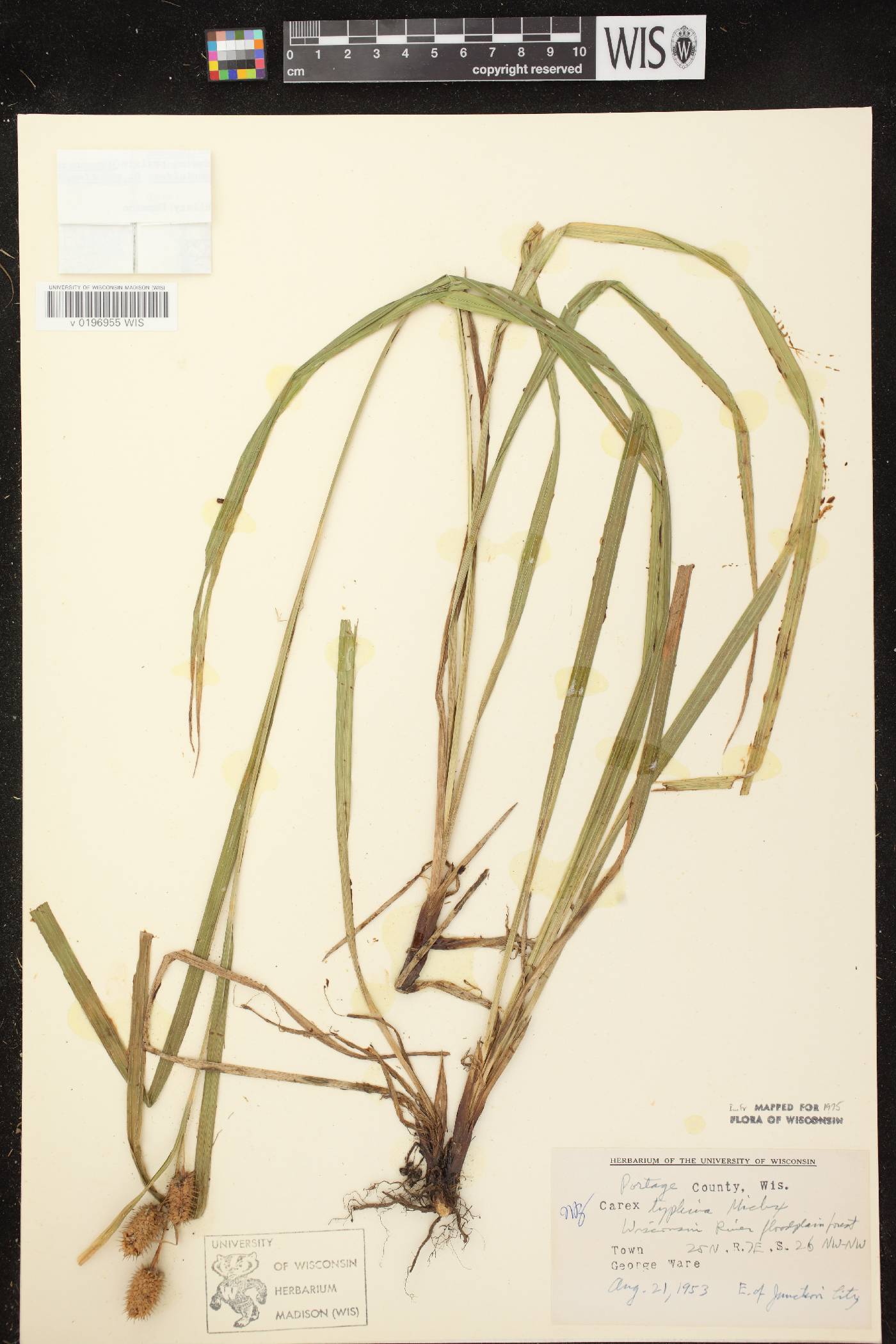 Carex typhina image