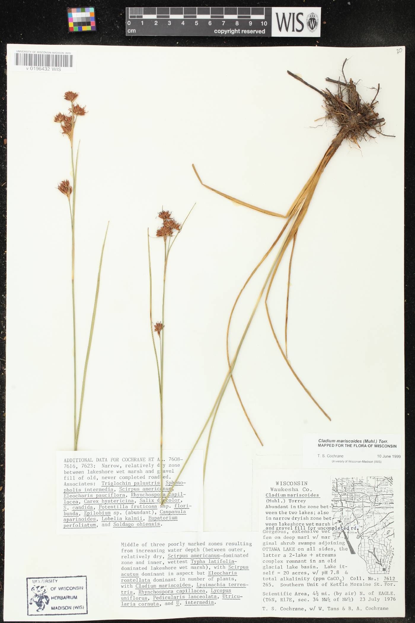 Cladium mariscoides image