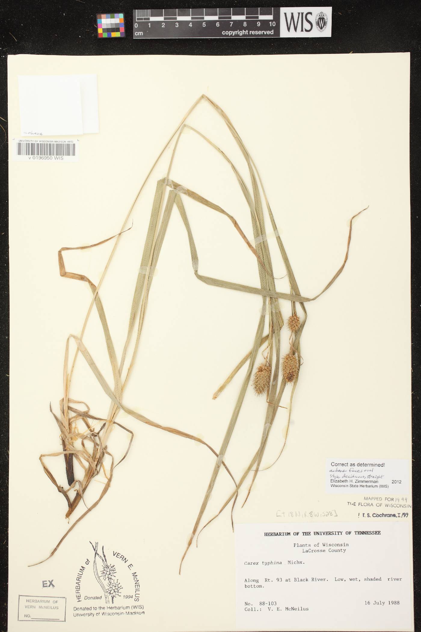 Carex typhina image