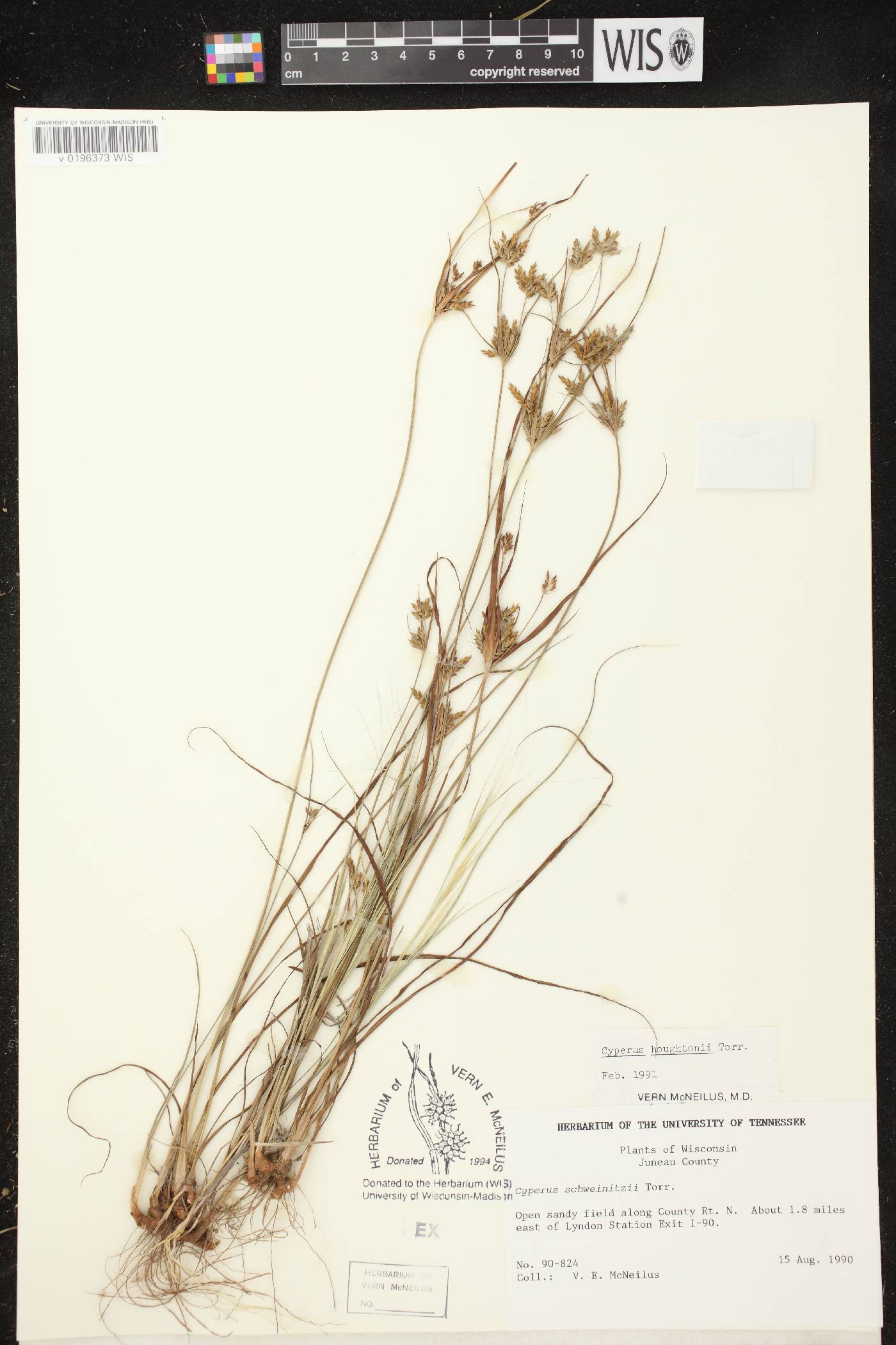 Cyperus houghtonii image