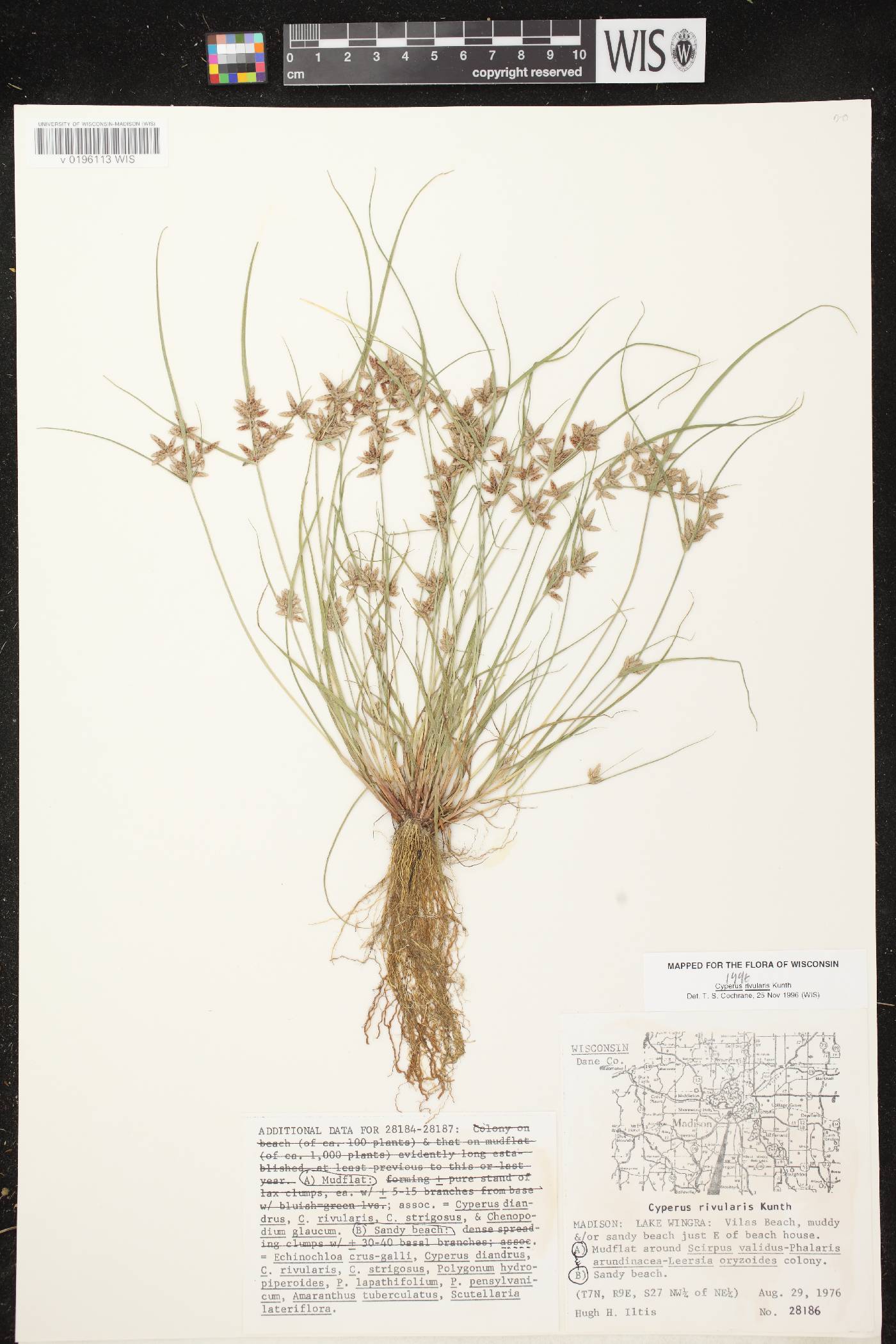 Cyperus bipartitus image