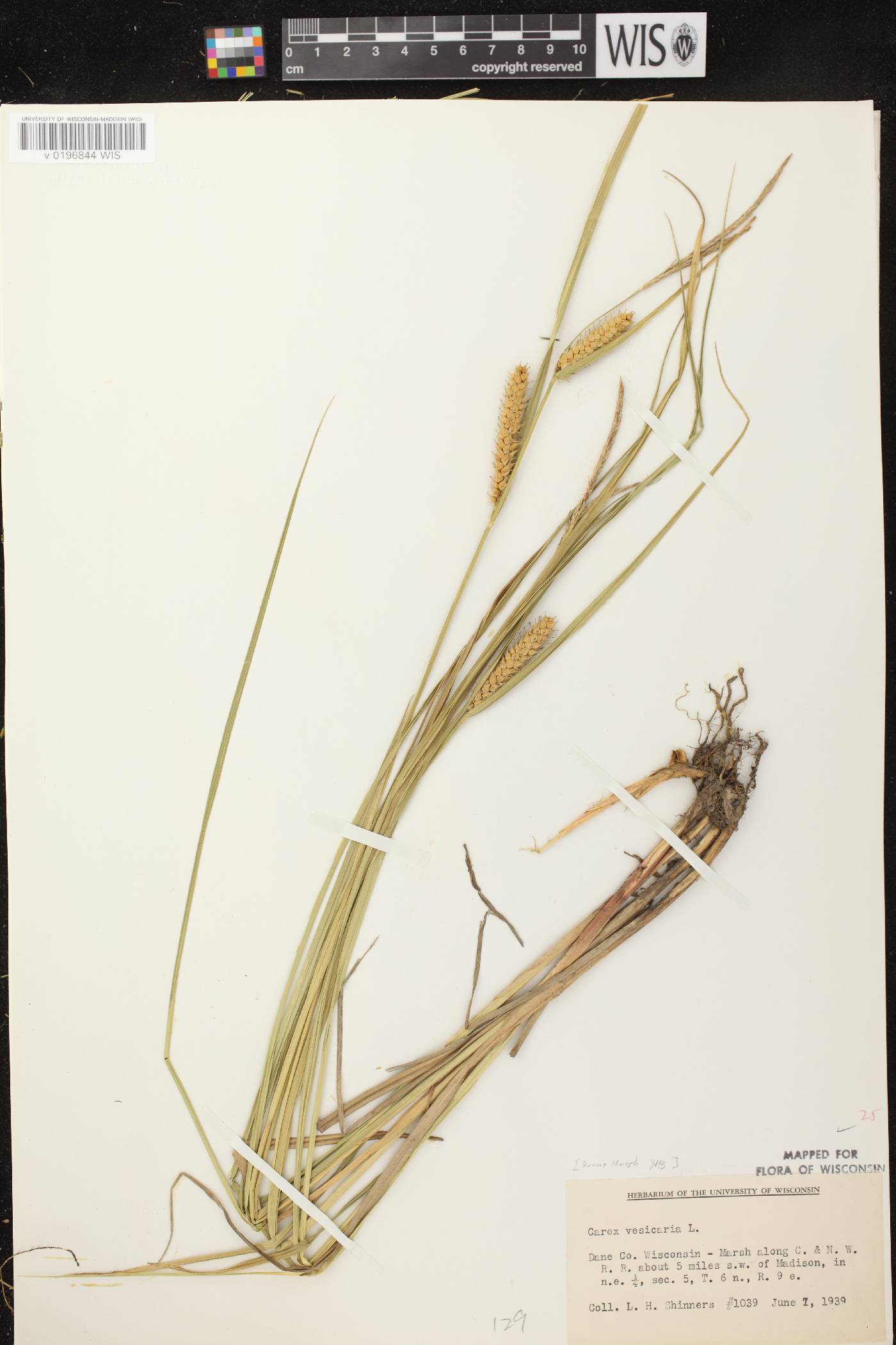 Carex vesicaria image