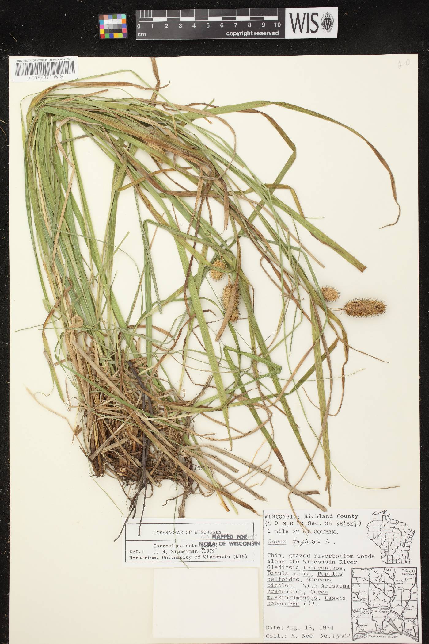 Carex typhina image