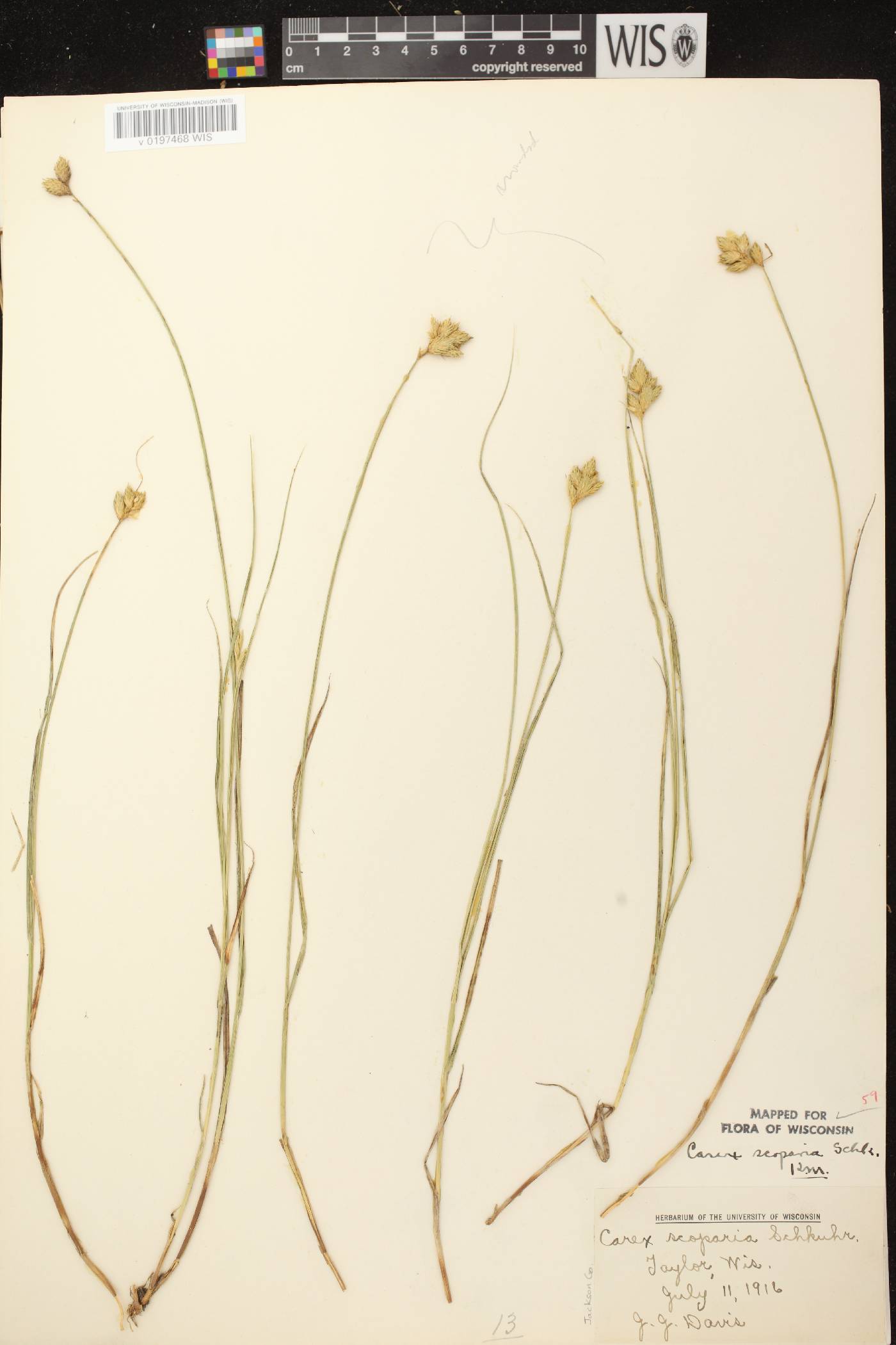 Carex scoparia var. scoparia image