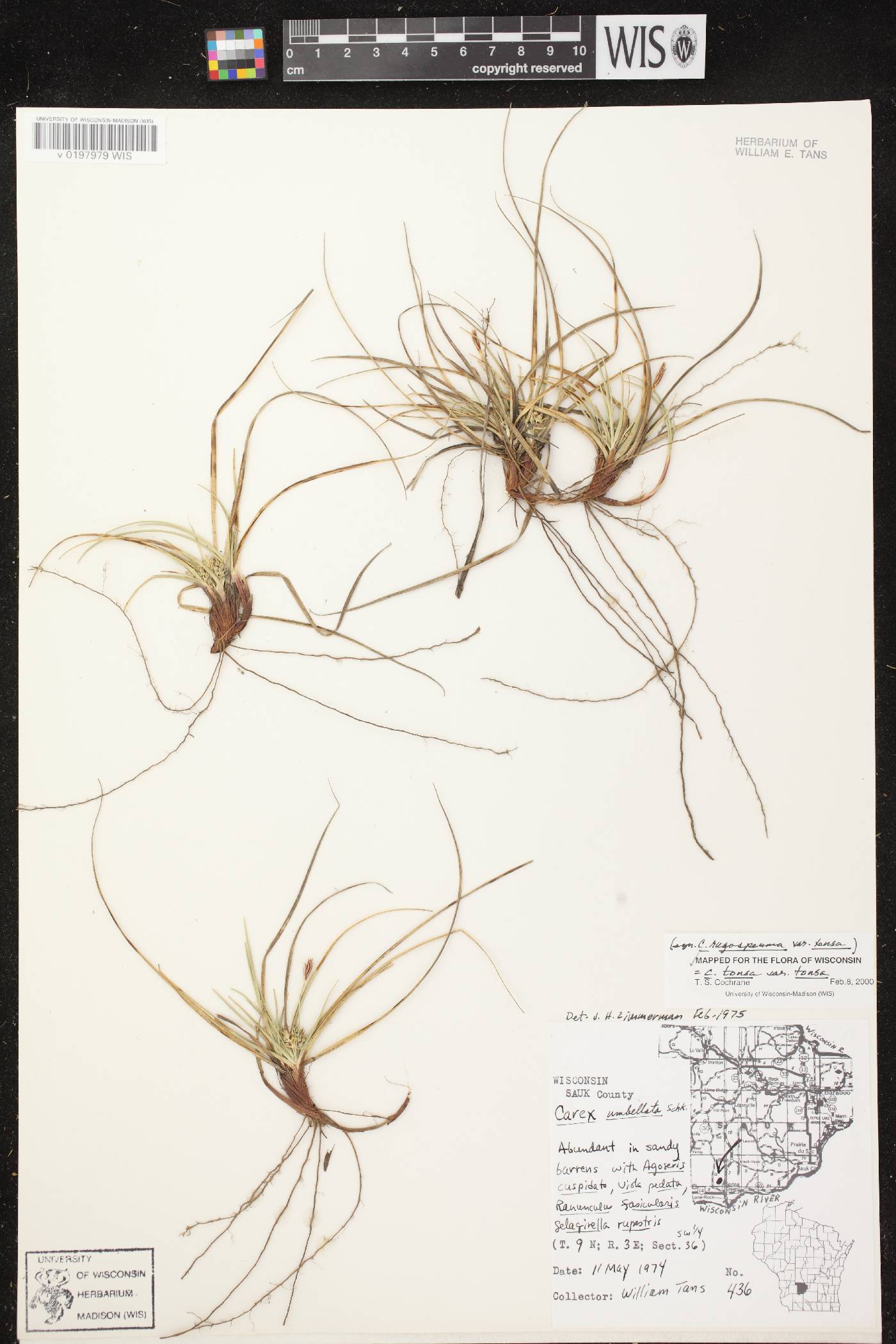 Carex tonsa var. tonsa image