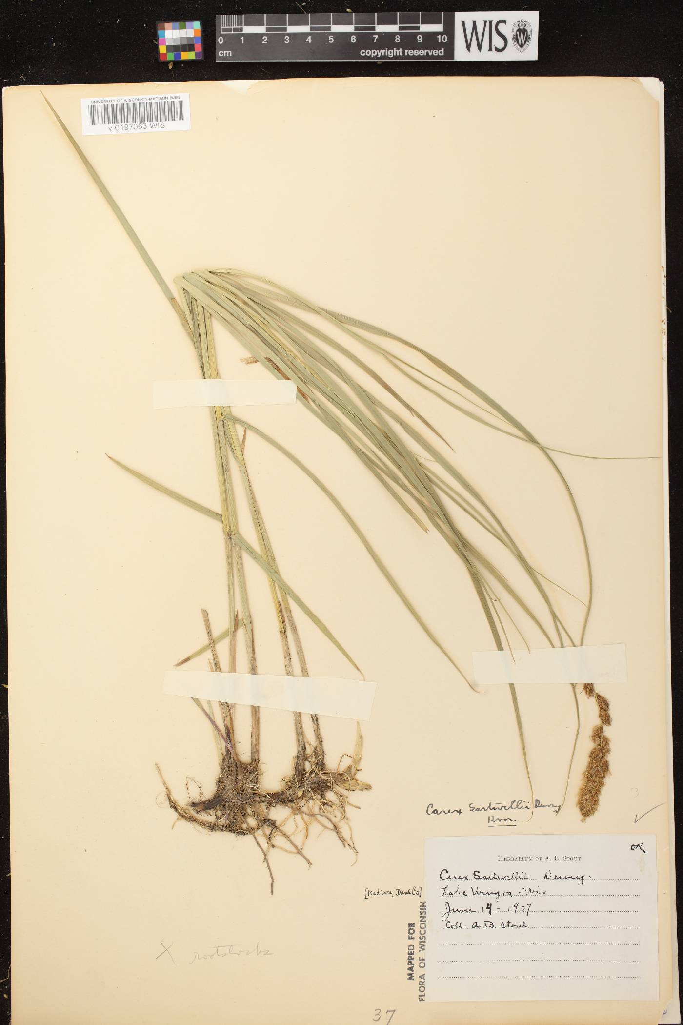 Carex sartwellii image