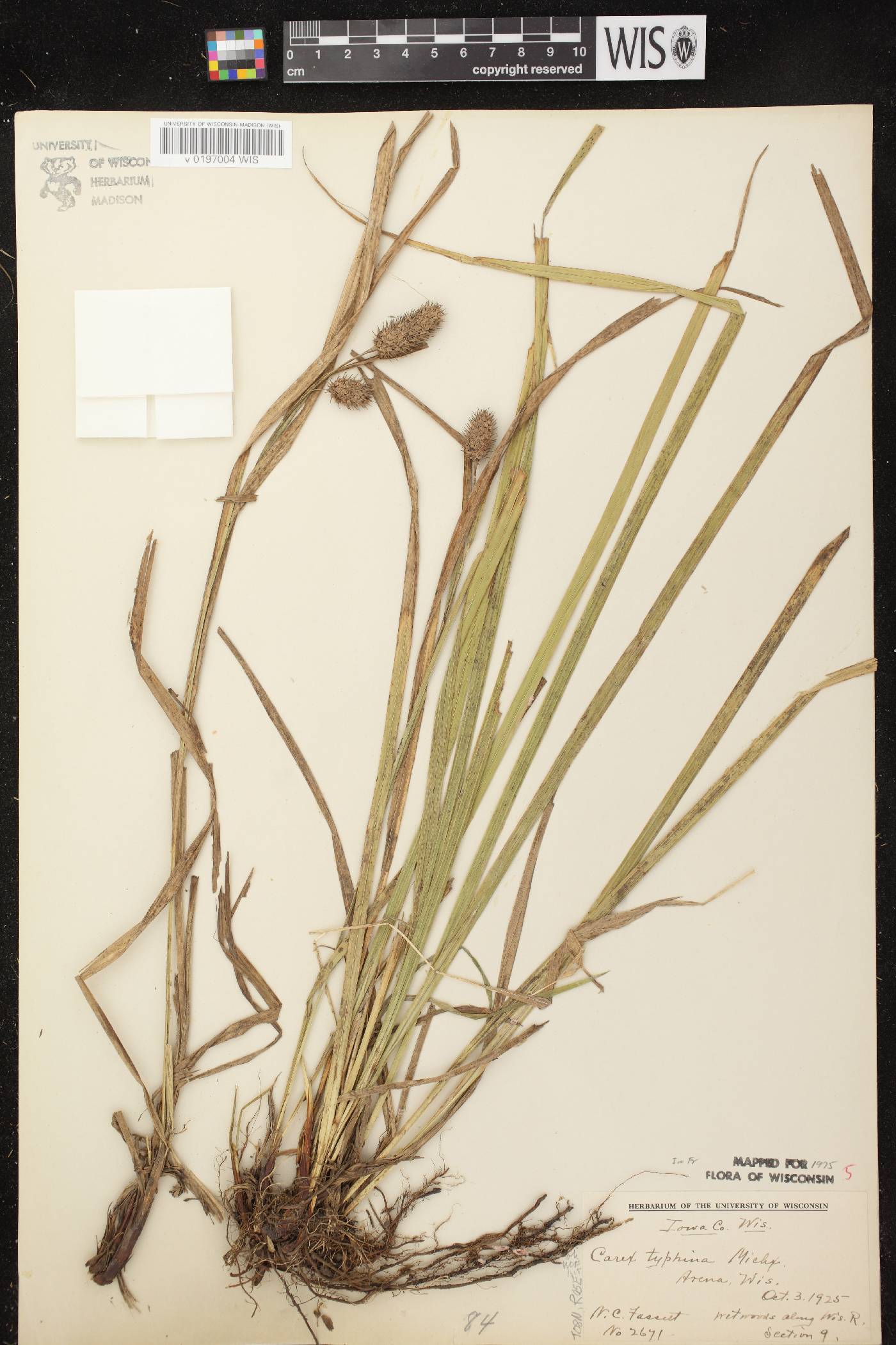 Carex typhina image
