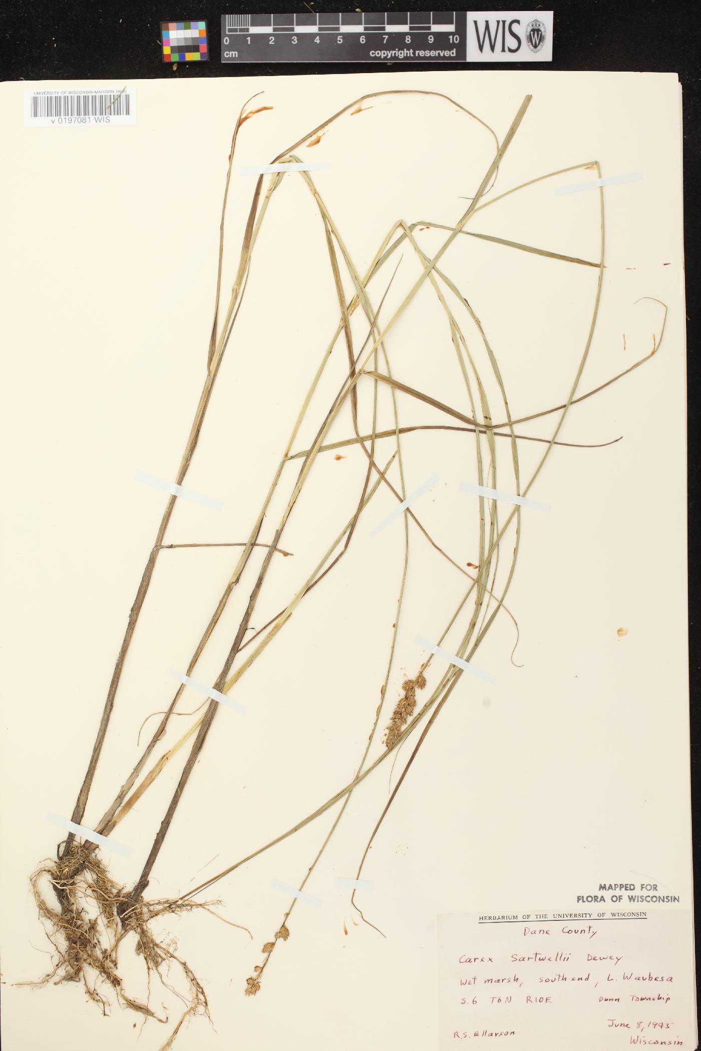 Carex sartwellii image