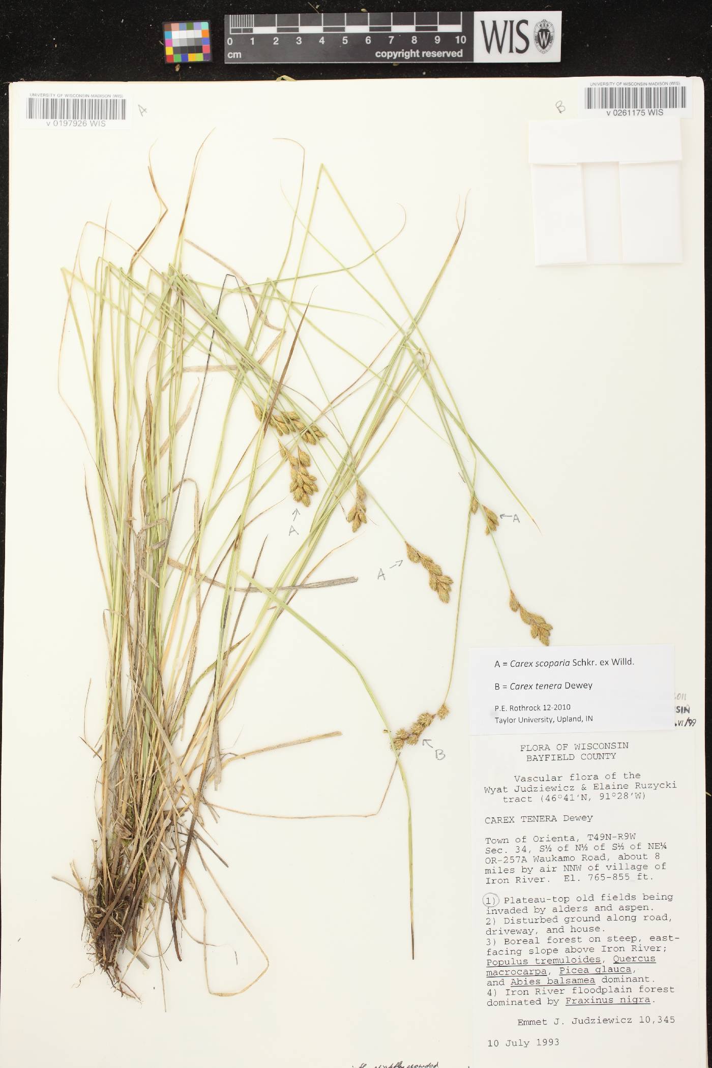 Carex scoparia var. scoparia image