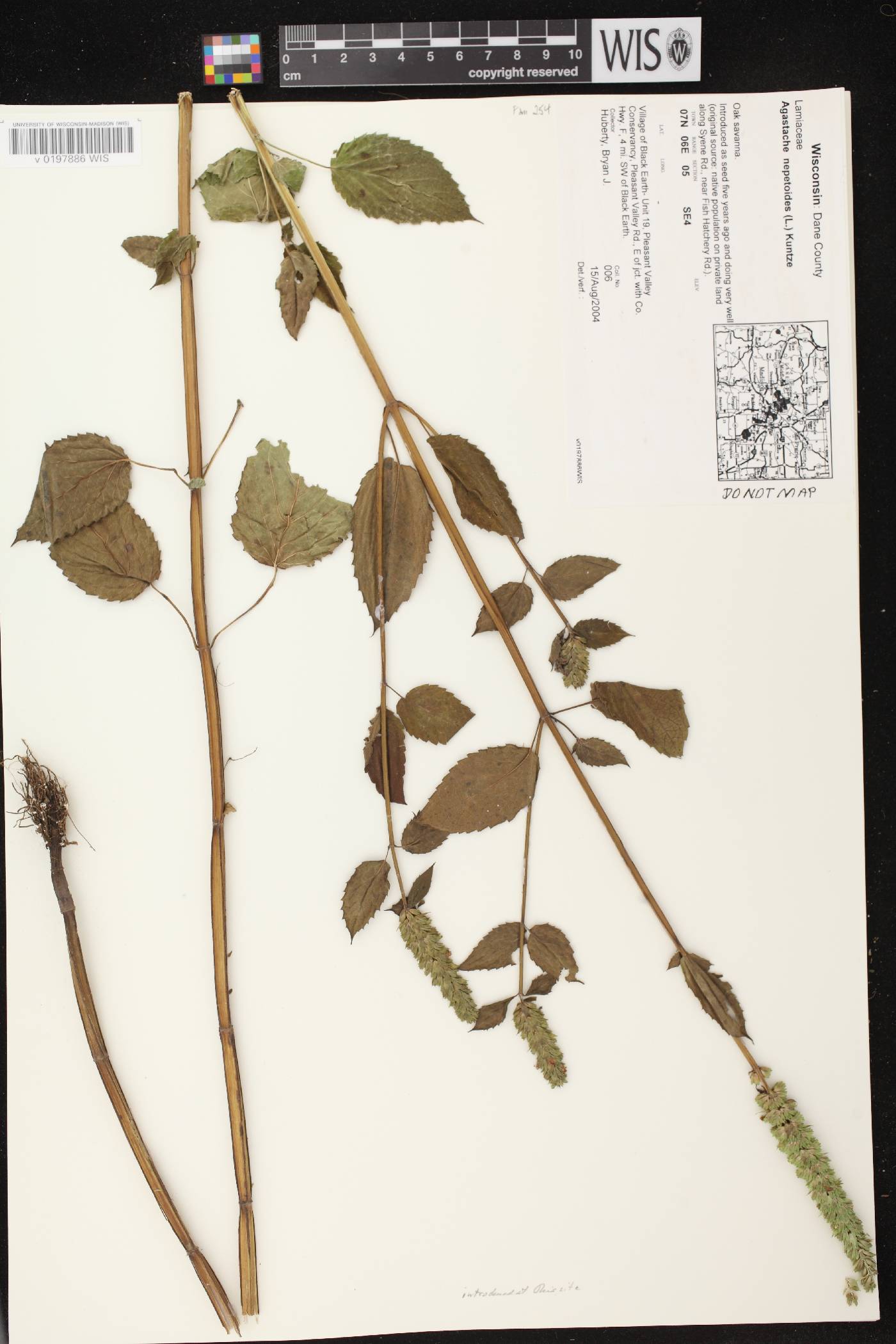 Agastache nepetoides image