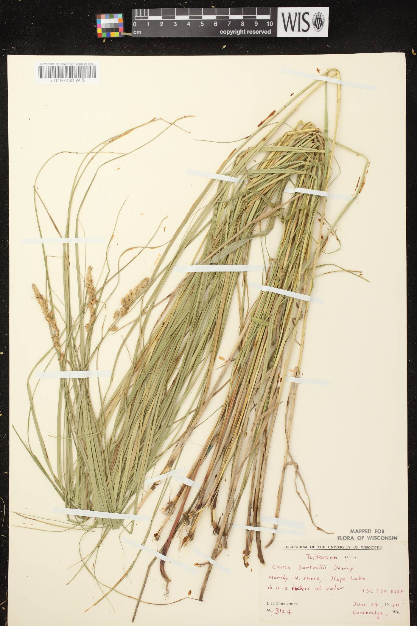 Carex sartwellii image