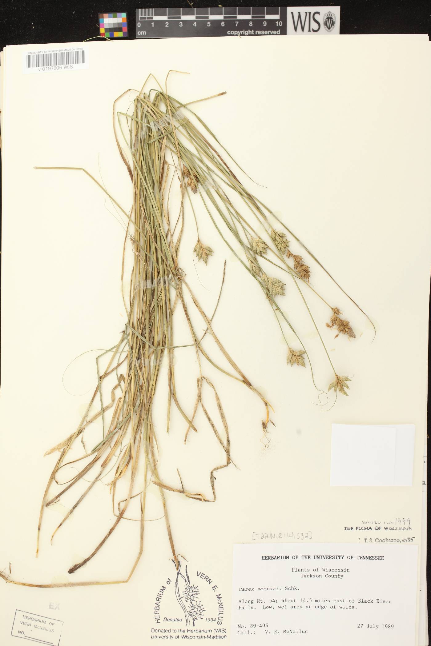 Carex scoparia var. scoparia image