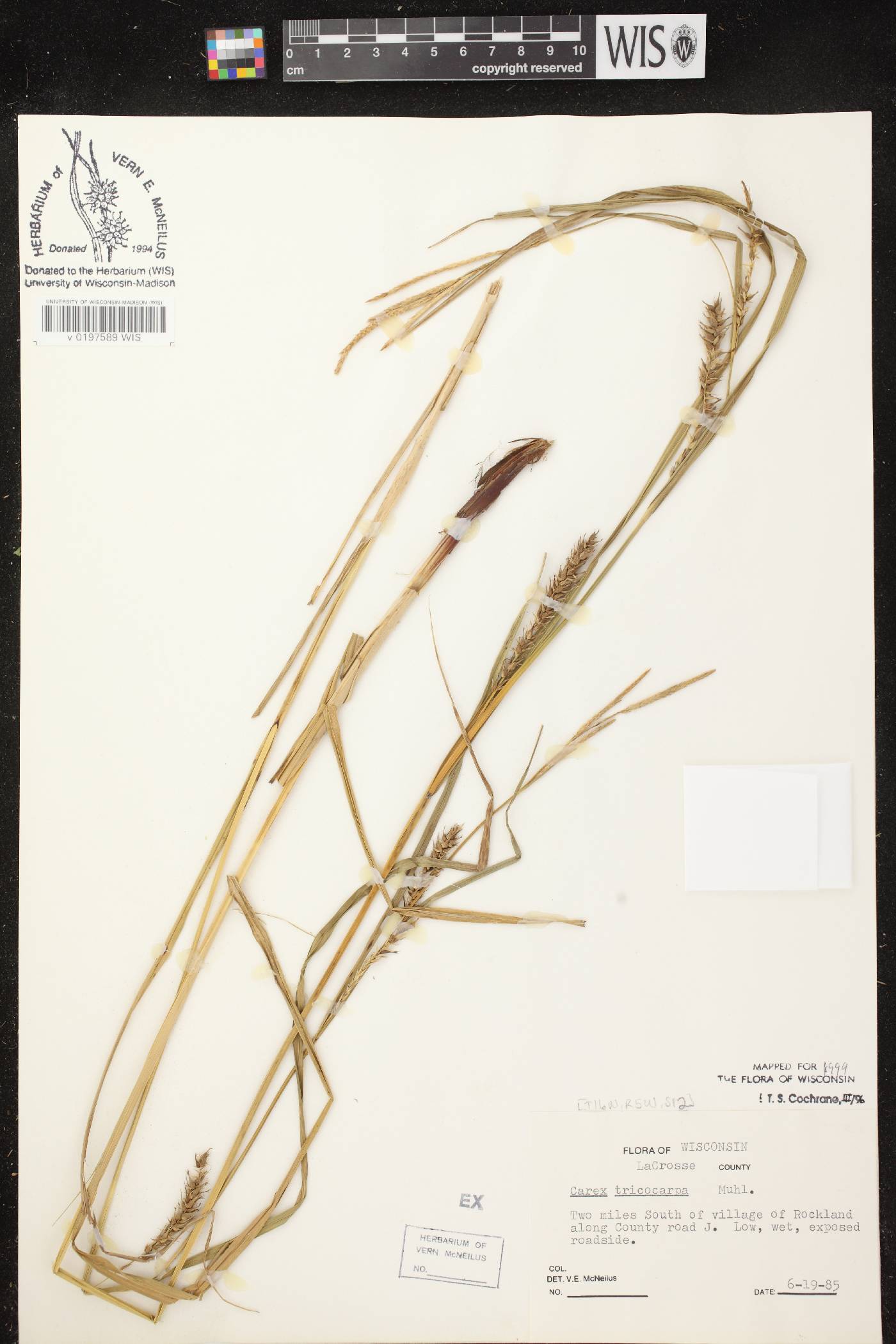 Carex trichocarpa image
