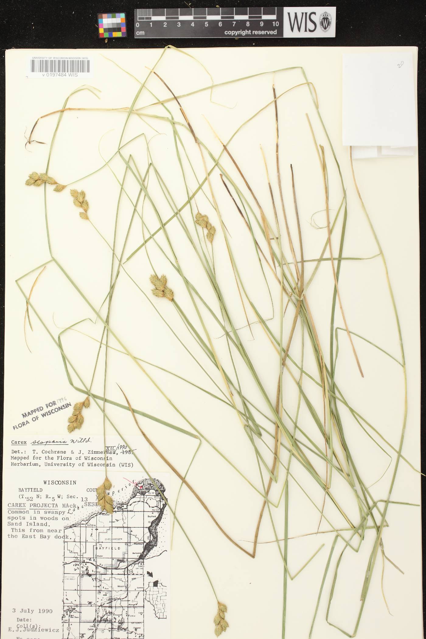 Carex scoparia var. scoparia image