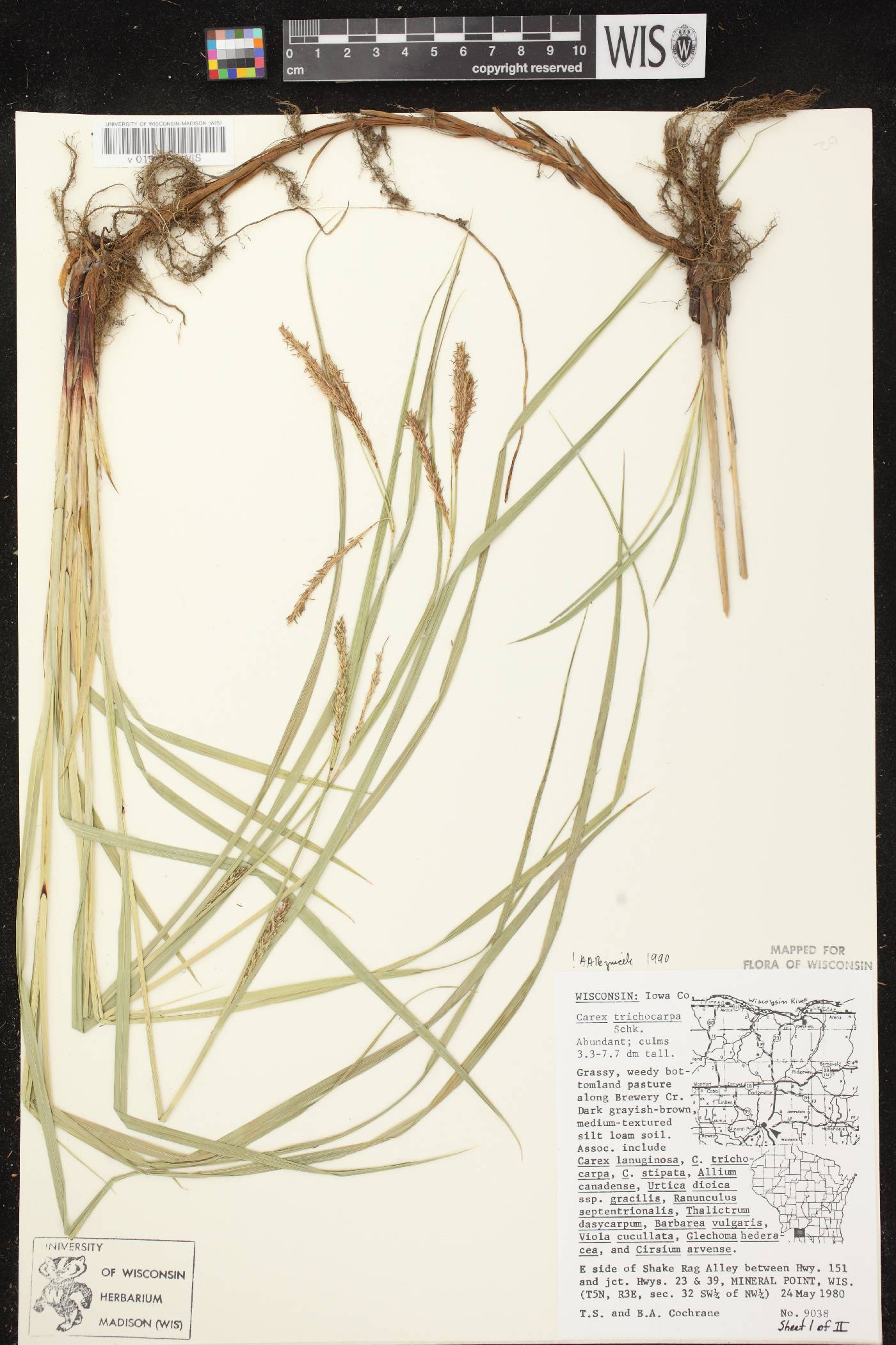 Carex trichocarpa image
