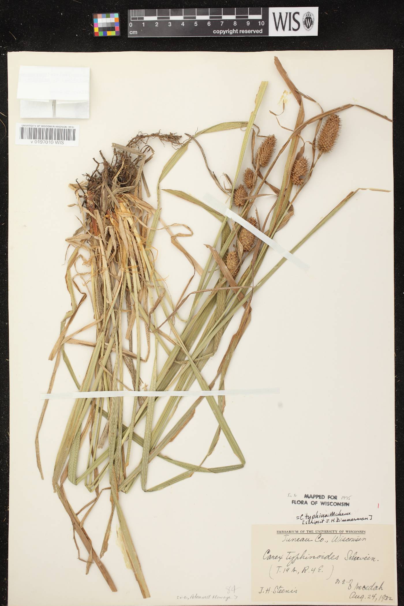 Carex typhina image