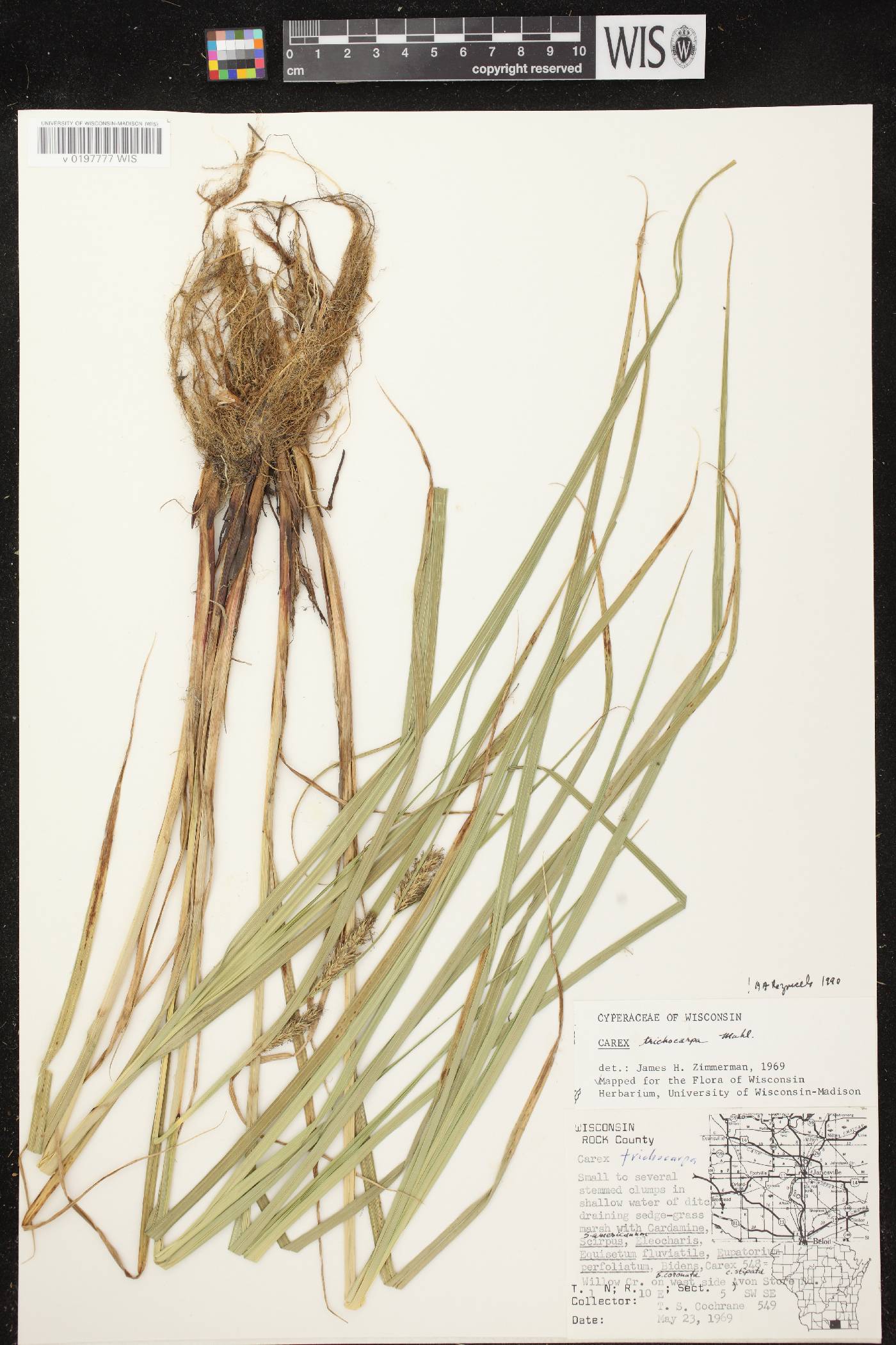 Carex trichocarpa image