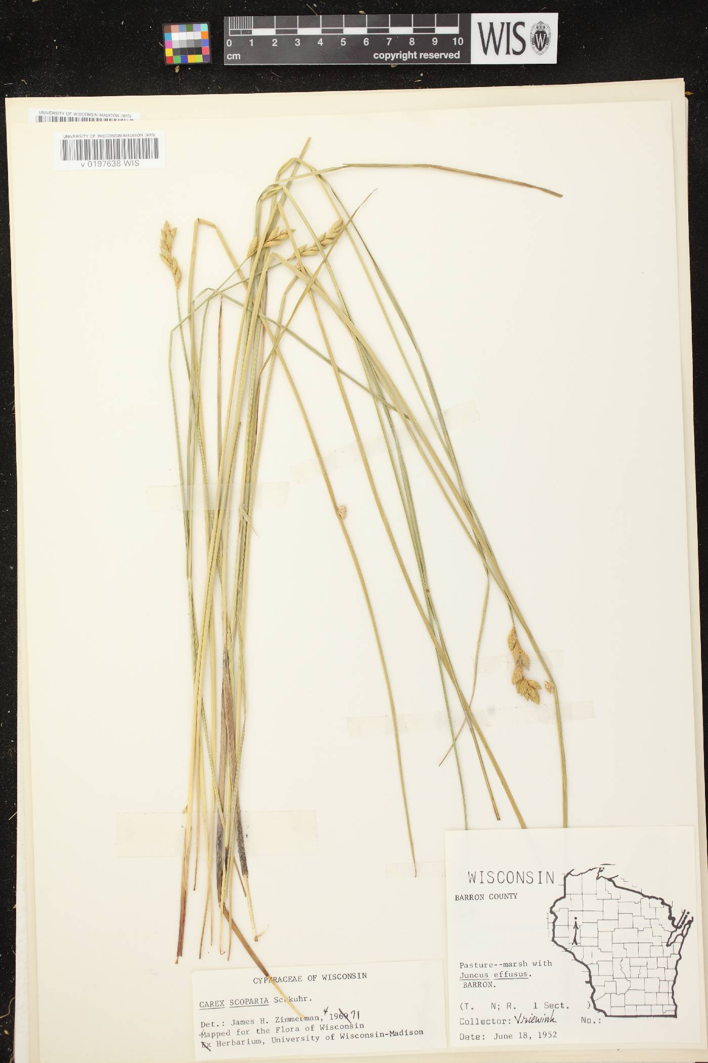 Carex scoparia var. scoparia image